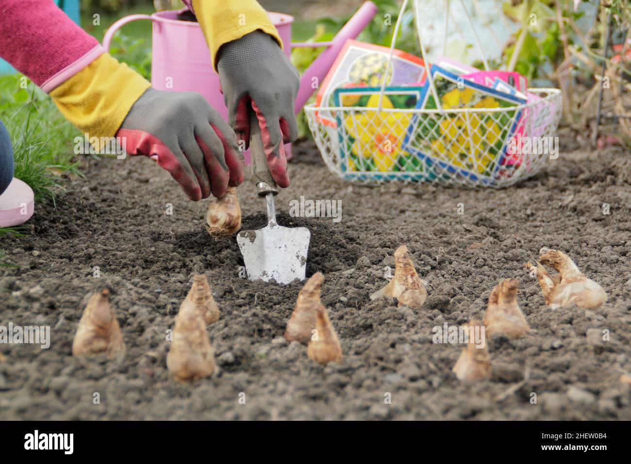 Narcissus. Planting daffodil bulbs in an autumn garden. Planting spring