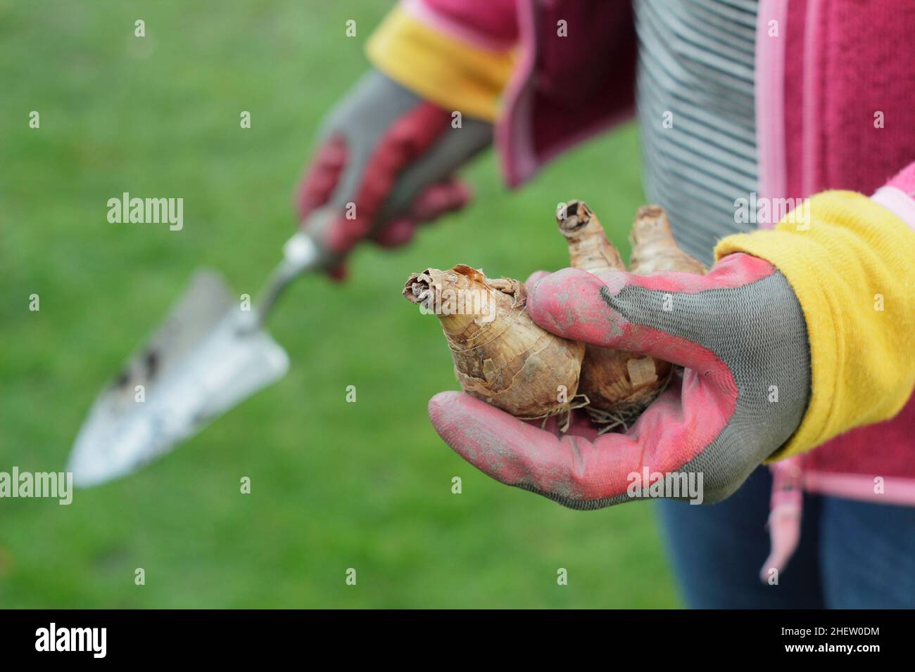 Narcissus. Woman preparing to plant daffodil bulbs in her garden. UK