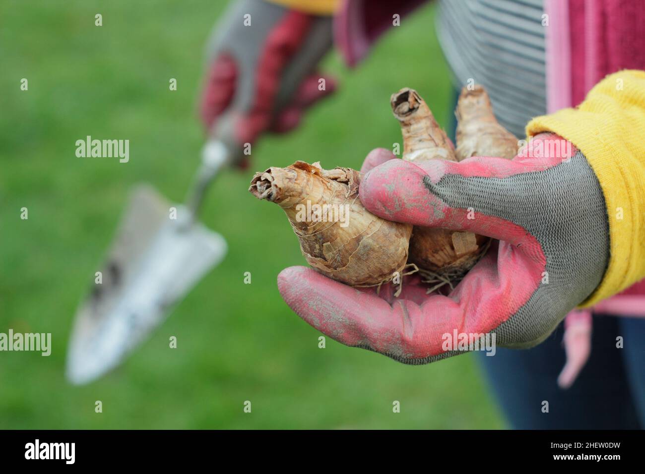Narcissus. Woman preparing to plant daffodil bulbs in her garden. UK