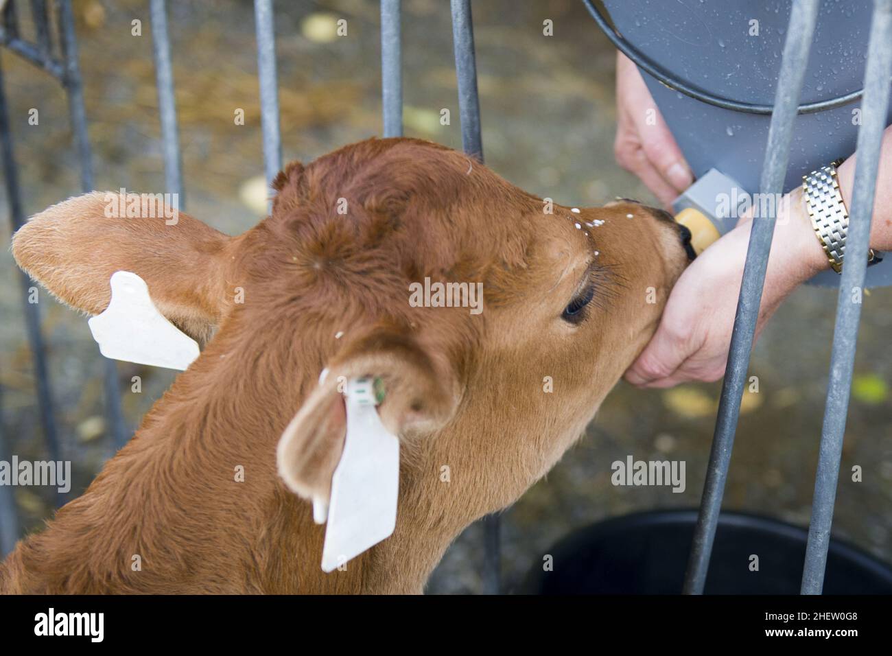 young baby cow drinks milk spent from the farmer behind the fence Stock