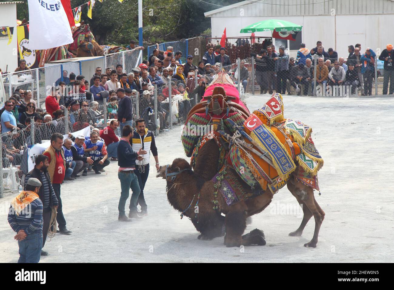 Bodrum, Turkey - 19 March 2017: Traditional camel wrestling is very popular in Aegean Region of Turkey. Colorfully dressed fancy camels bred for this Stock Photo