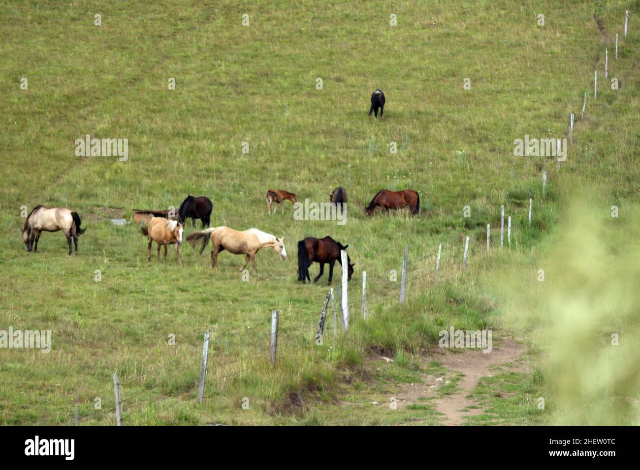 The Crioulo horse is widely found in Rio Grande do Sul, inhabiting the surroundings of houses in the countryside and in small pastures. They are treat Stock Photo