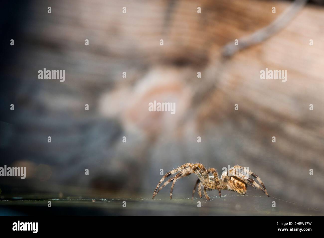 Large Araneus diadematus drabs over its spiderweb in front of unsharp wood structure Stock Photo