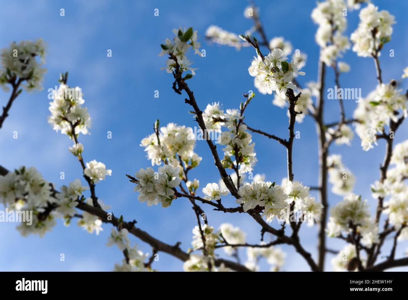 blooms of damson on roots at spring with blue sky Stock Photo - Alamy