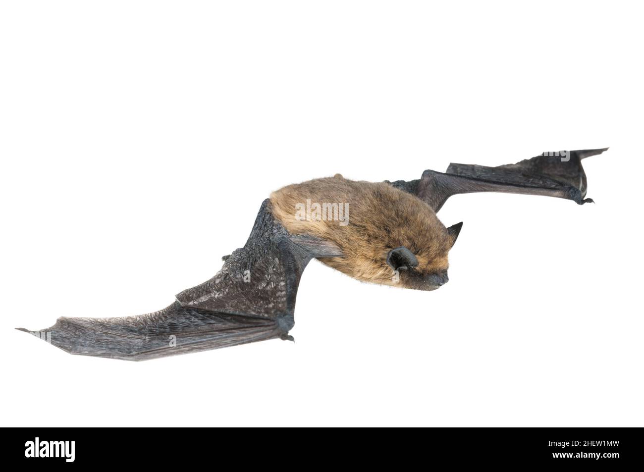 isolated bat with wings on white background Stock Photo