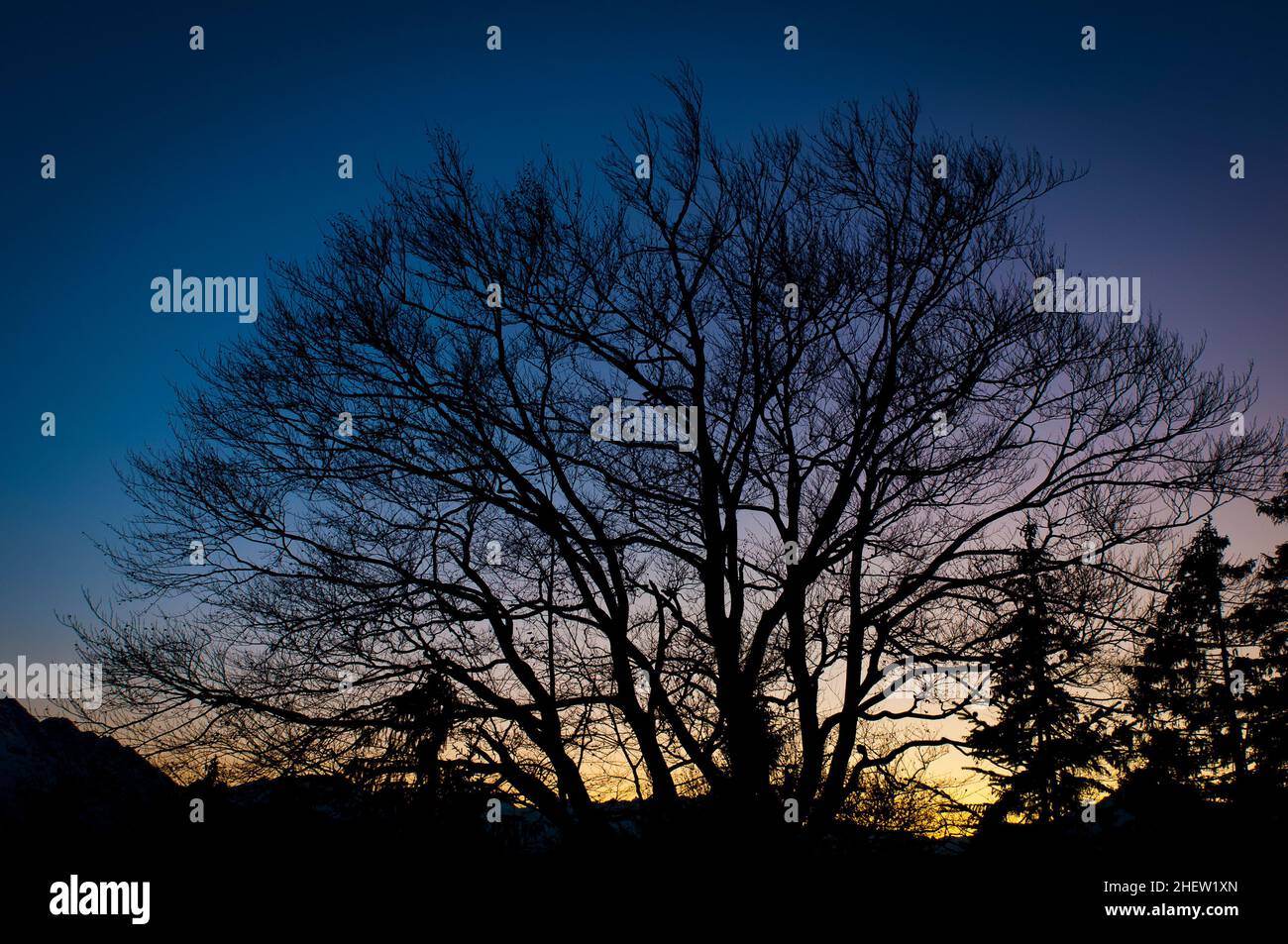 lime tree at sunset sky with mountains and trees in the background Stock Photo