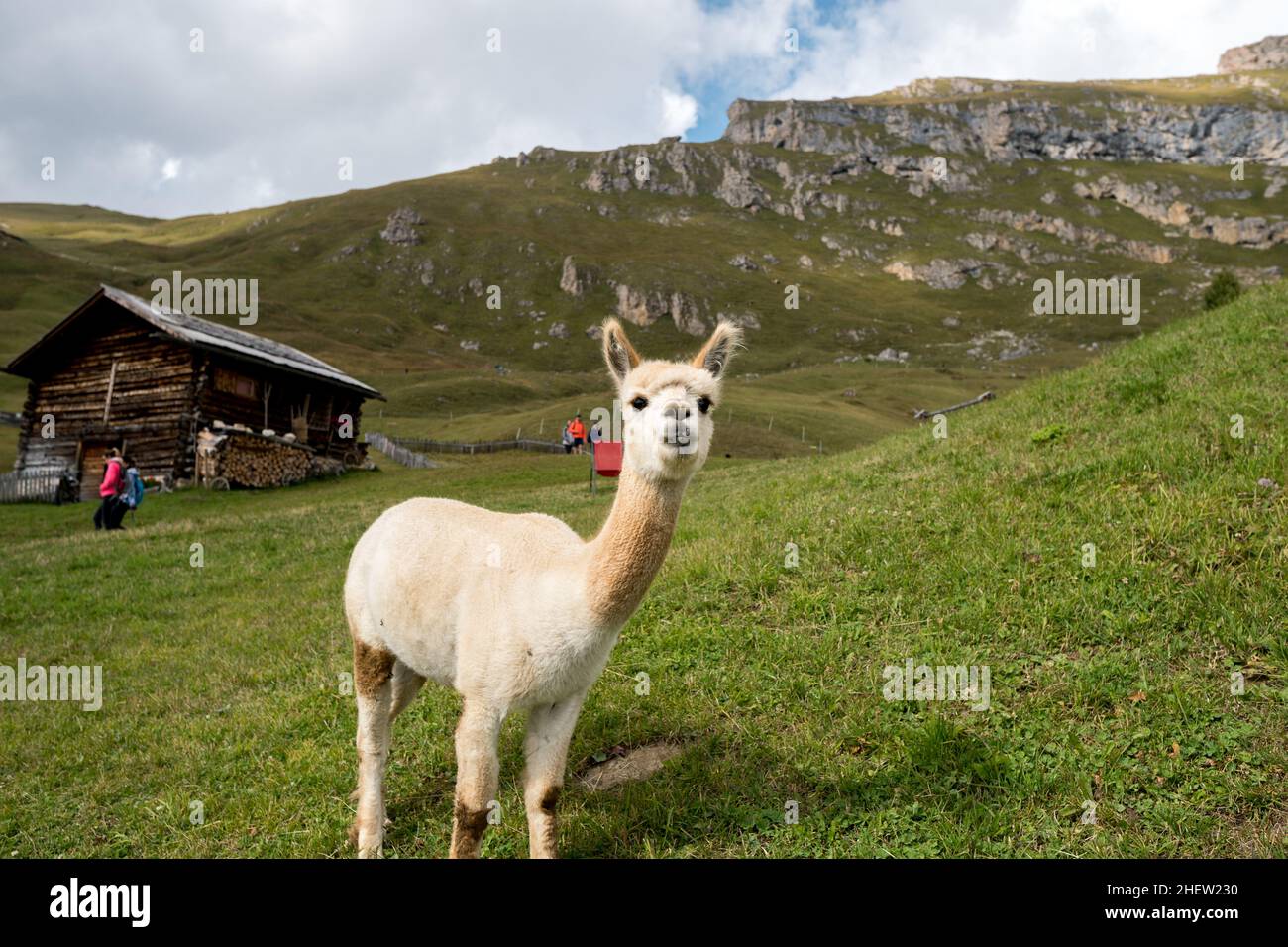 A close up of Lama on Seceda mountain, Dolomites Stock Photo - Alamy