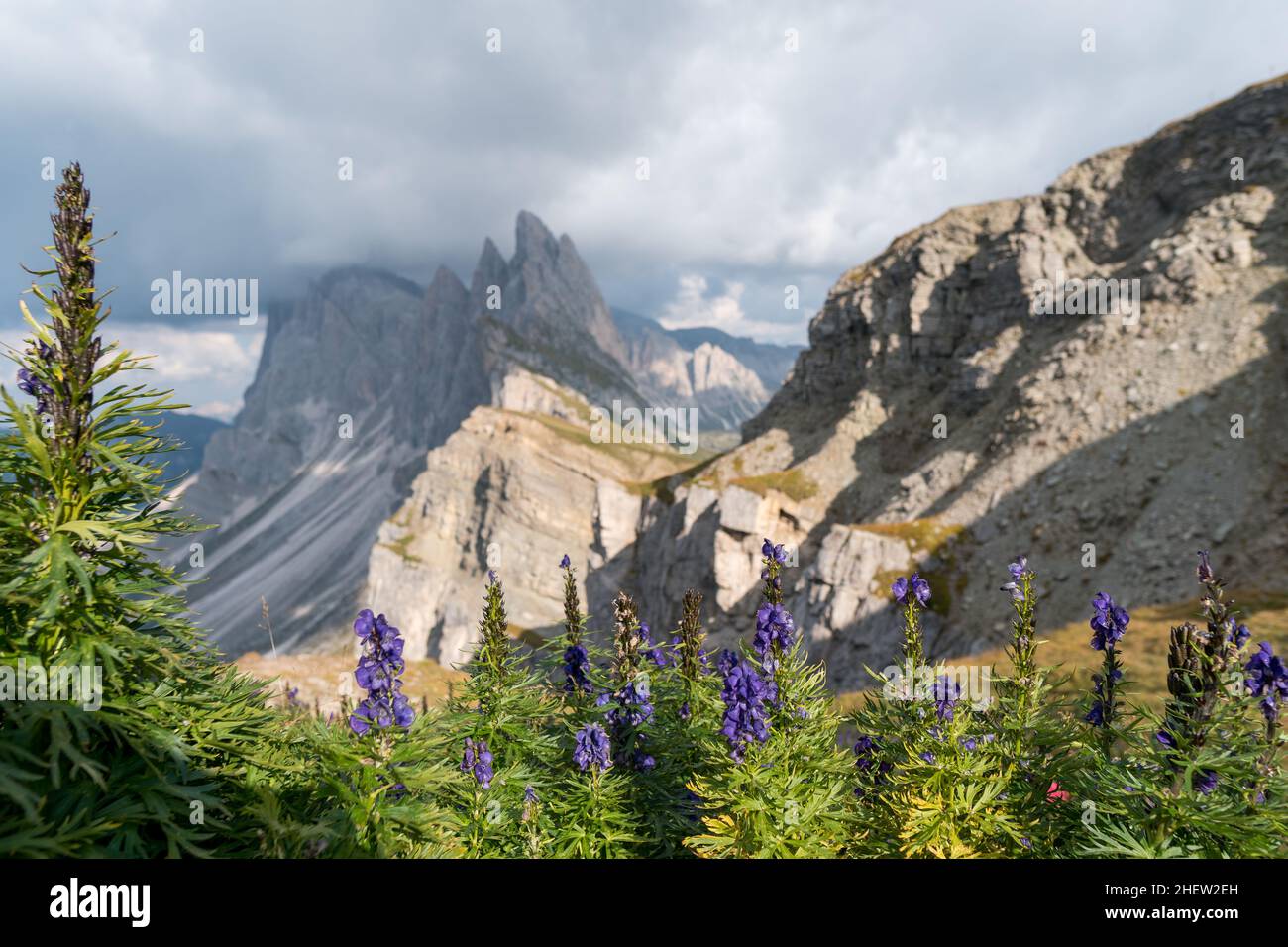 Monkshood flower in bloom, closeup, Seceda mountain peak. Trentino Alto Adige, Dolomites Alps, South Tyrol, Italy, Europe Stock Photo