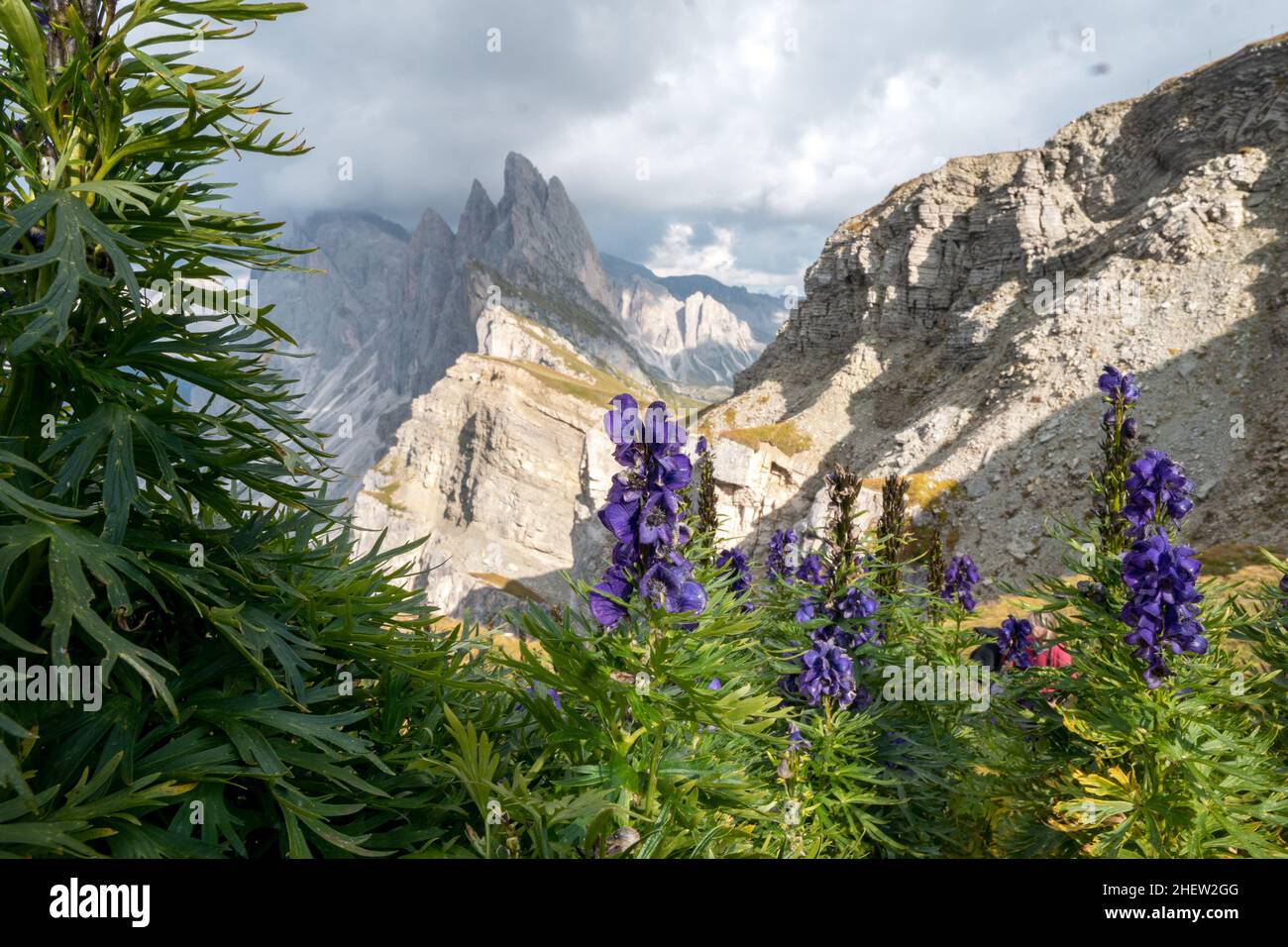 Monkshood flower in bloom, closeup, Seceda mountain peak. Trentino Alto Adige, Dolomites Alps, South Tyrol, Italy, Europe Stock Photo