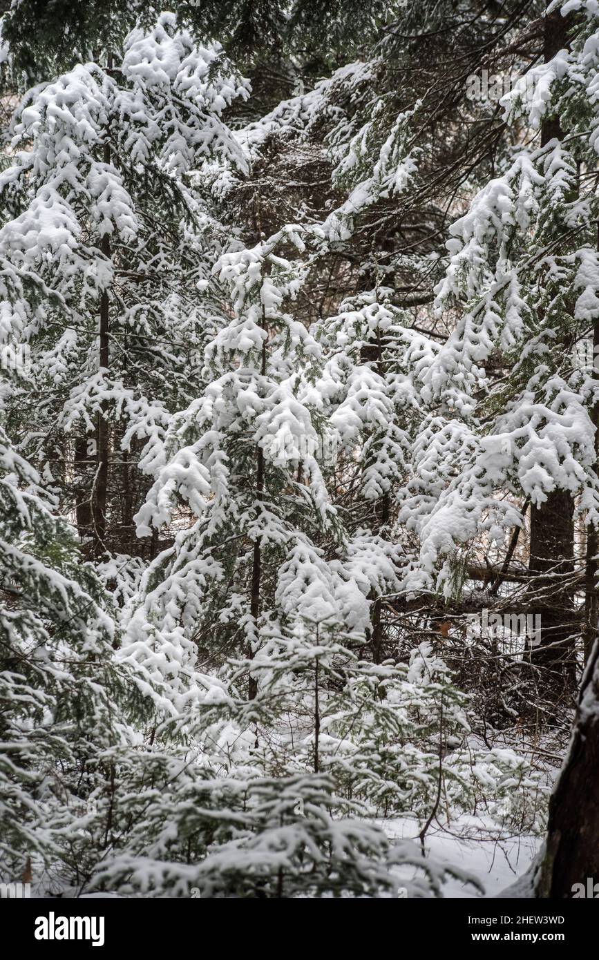 Fir Trees in a fresh coat of snow early on the winter Stock Photo