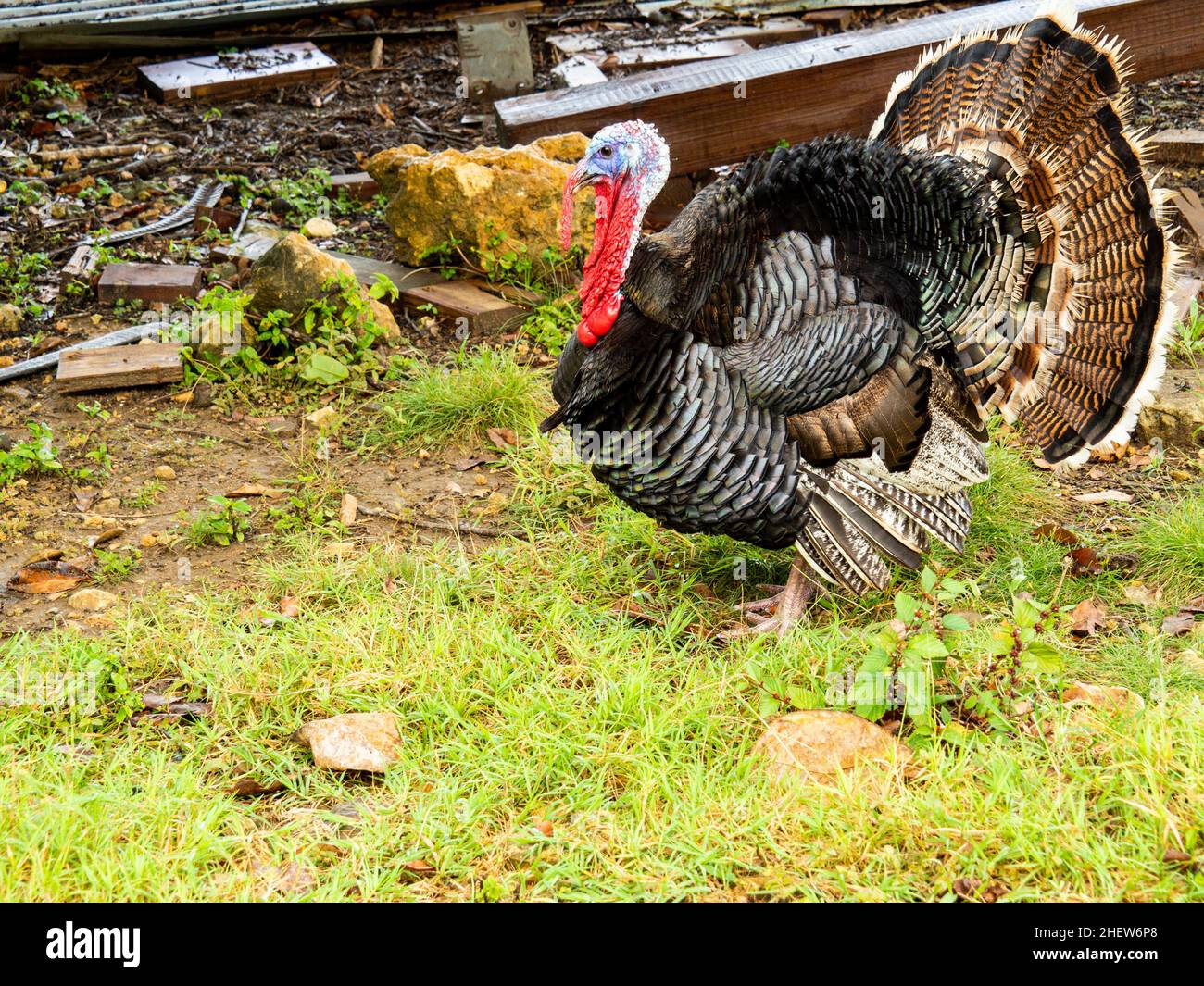 Tom Turkey male Stock Photo Alamy