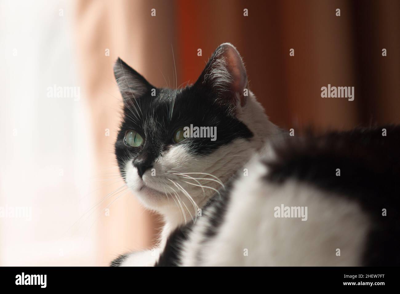 Portrait of white cat with black spots resting in a room with curtains in the background Stock Photo