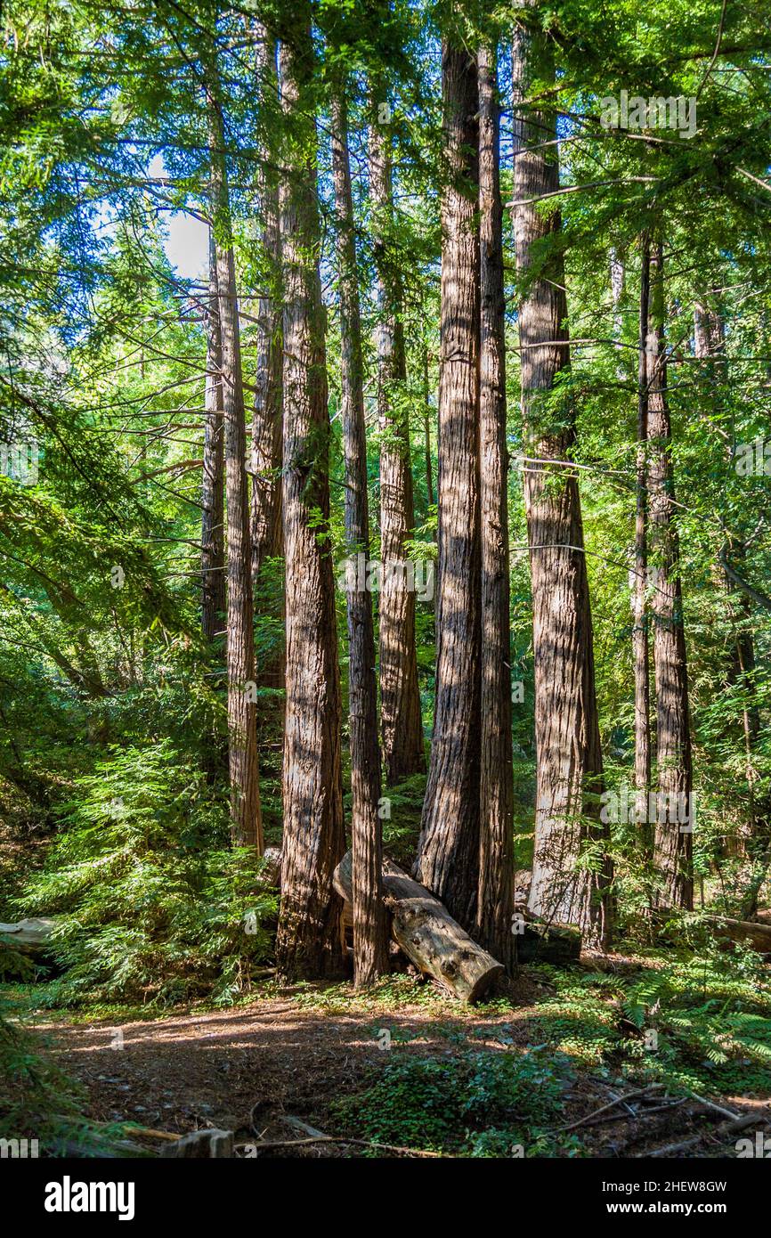 old big trees in the Pfeiffer Big Sur State Park, California Stock