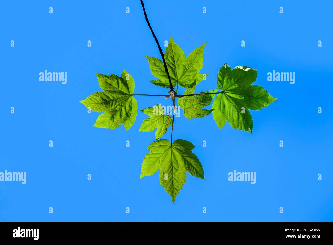 Blue sky oak tree hi-res stock photography and images - Alamy