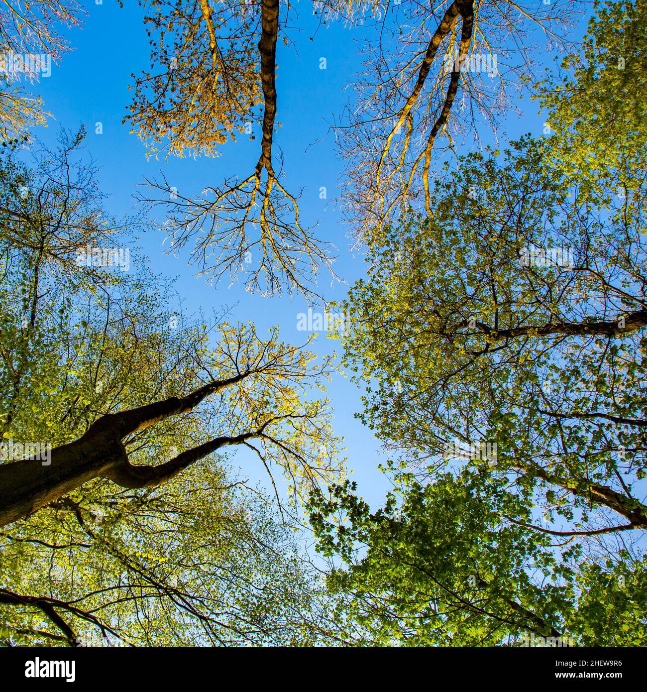Blue oak forest hi-res stock photography and images - Alamy