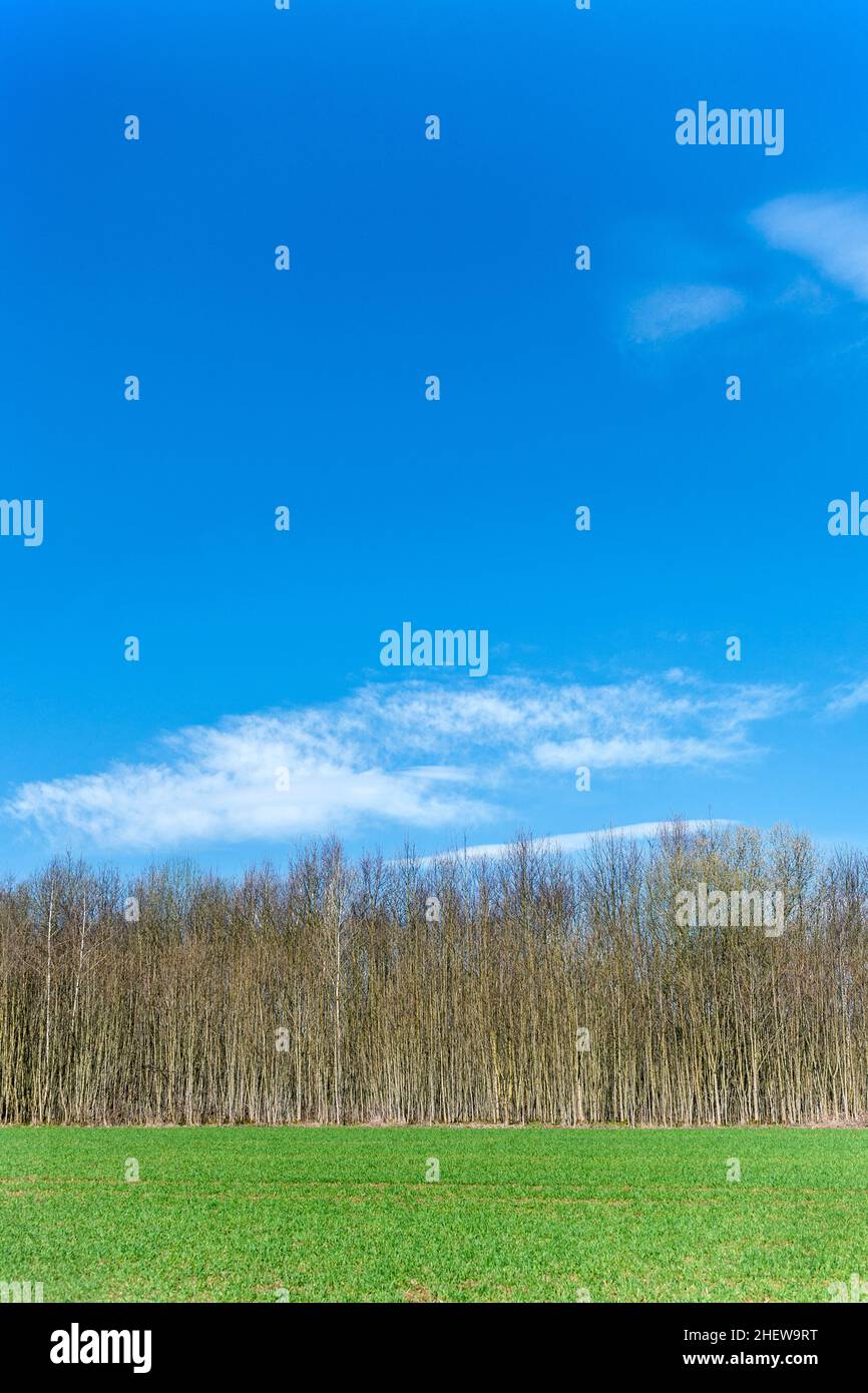 beautiful forest with green field and blue sky Stock Photo - Alamy