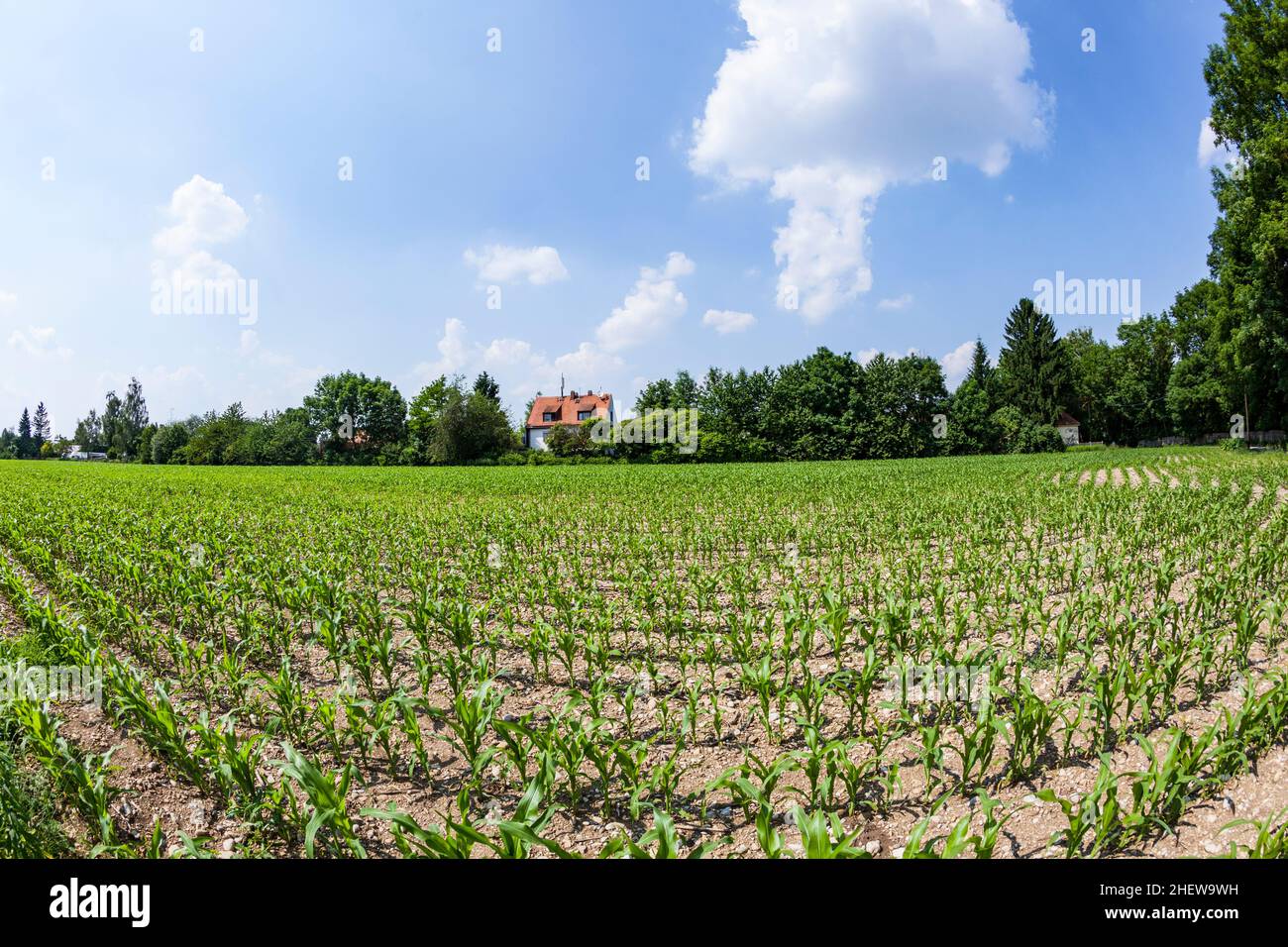 rural landscape with field and blue sky with fisheye Stock Photo - Alamy