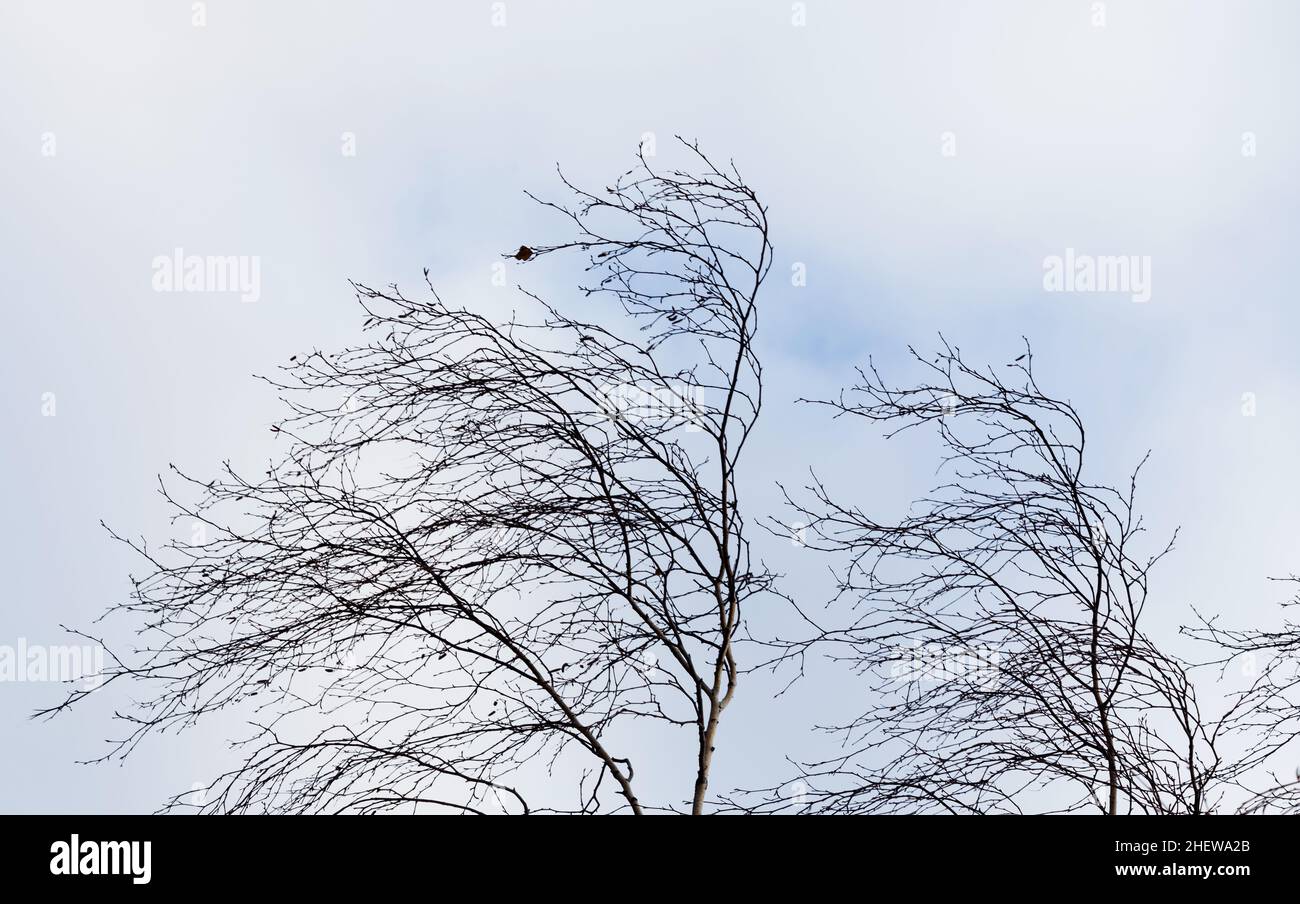 Background with cloud sky and tree branches without leaves during the wind. Stock Photo