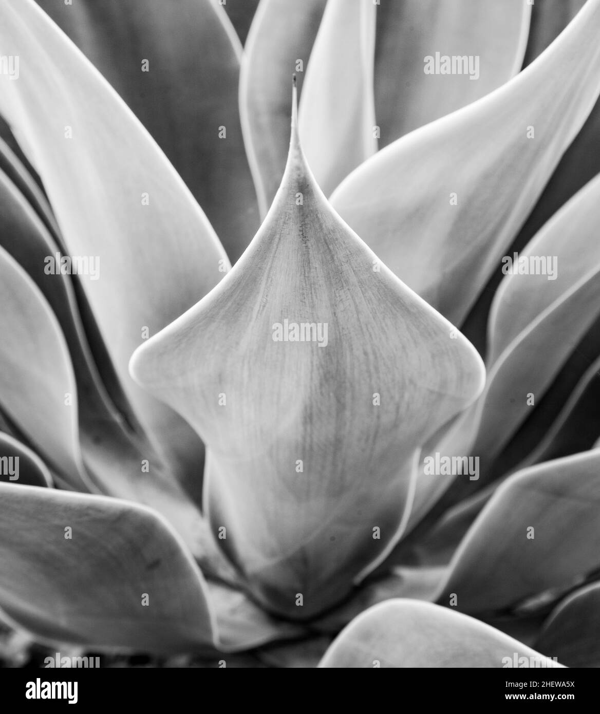 Agave macro closeup Black and White Stock Photos & Images Alamy