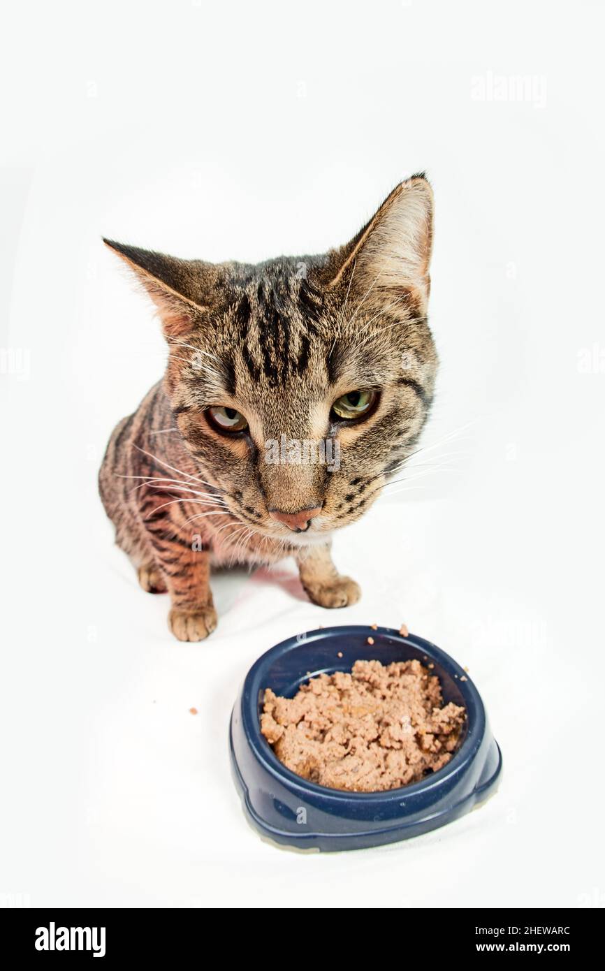 hungry cat eating from the food bowl Stock Photo Alamy