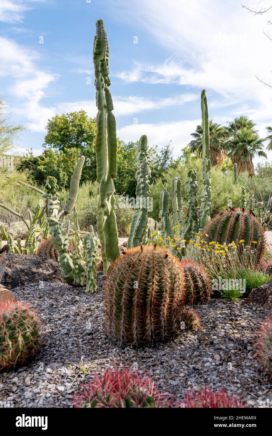 Different kinds of cactus in the cactus garden in Tucson, Arizona Stock Photo