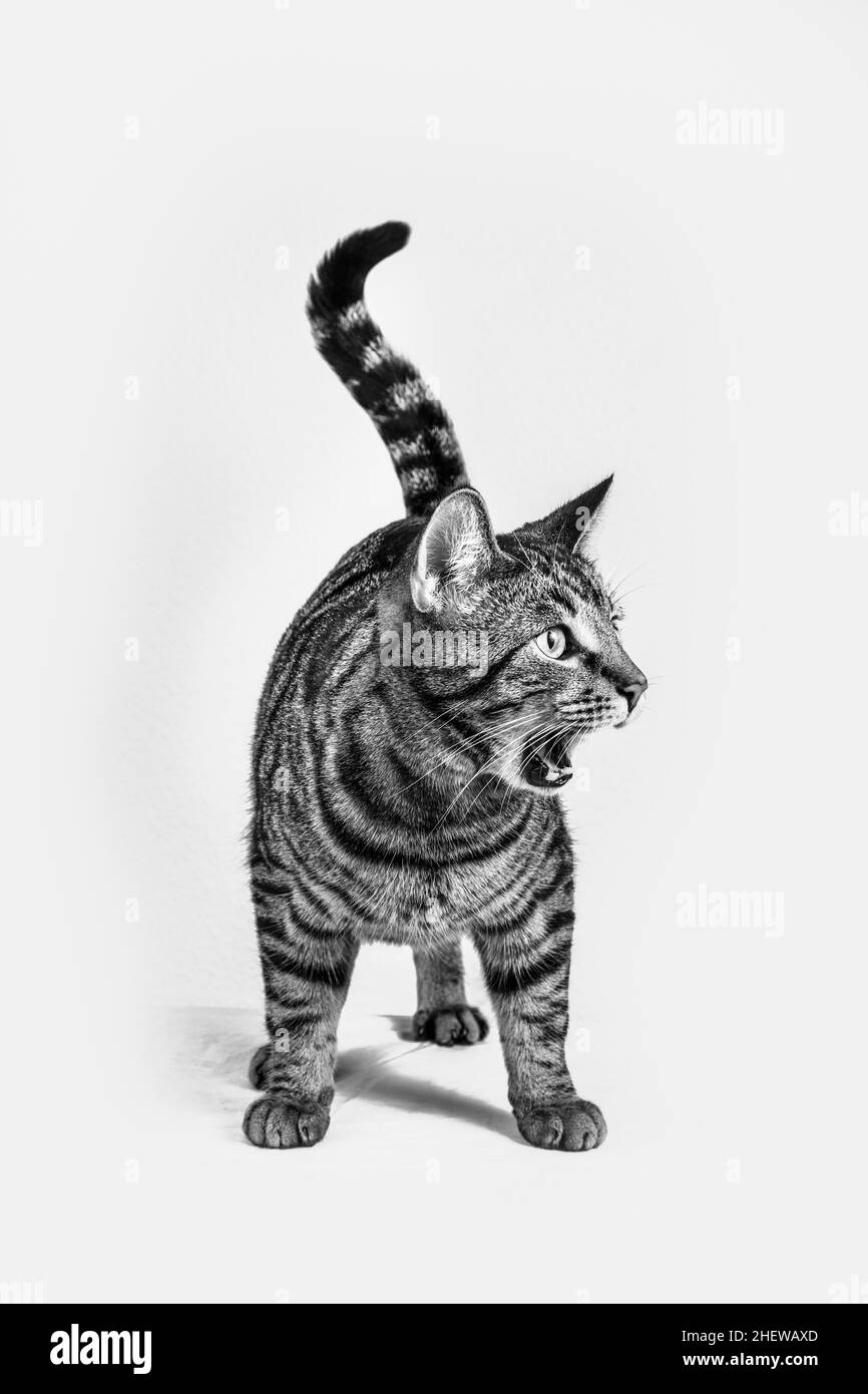 hungry cat angry shouting Stock Photo - Alamy - Cats Vocalizing Excessively When Hungry