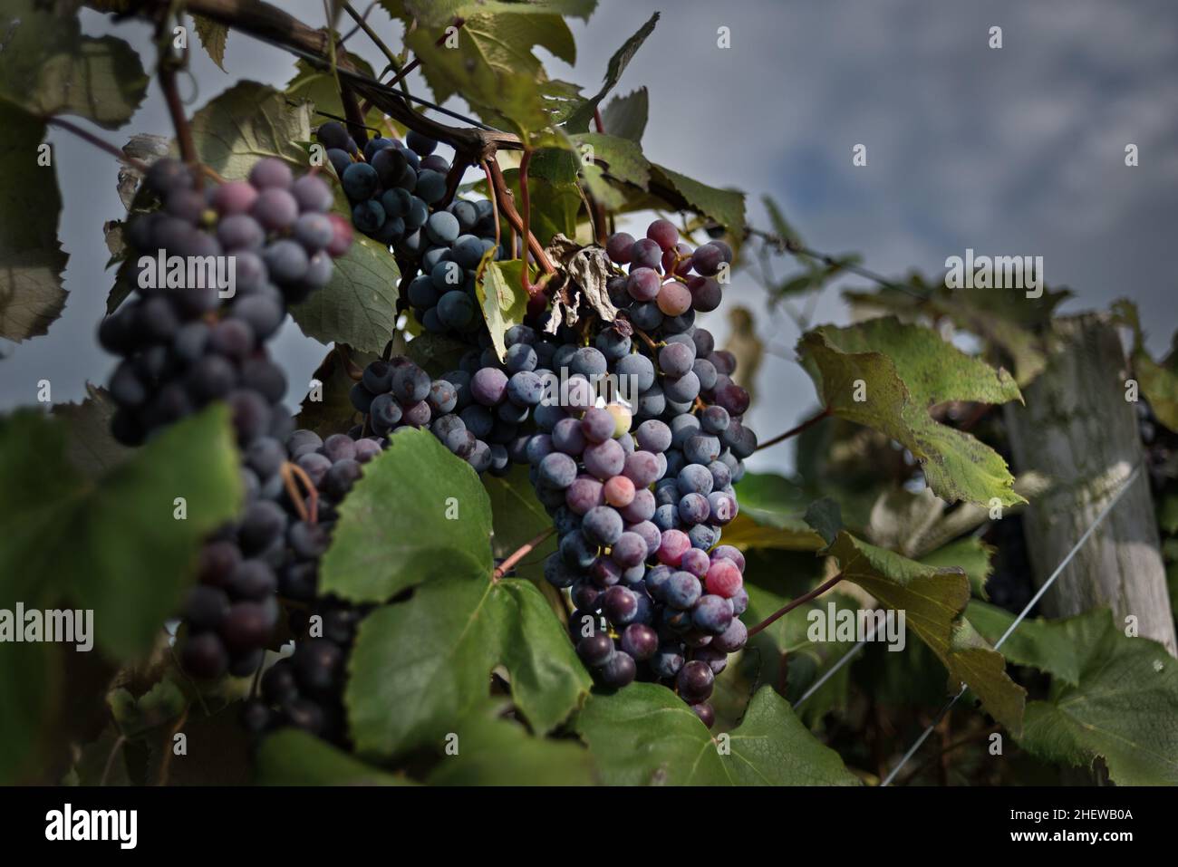 French Wine at vineyard in Provence, France Stock Photo