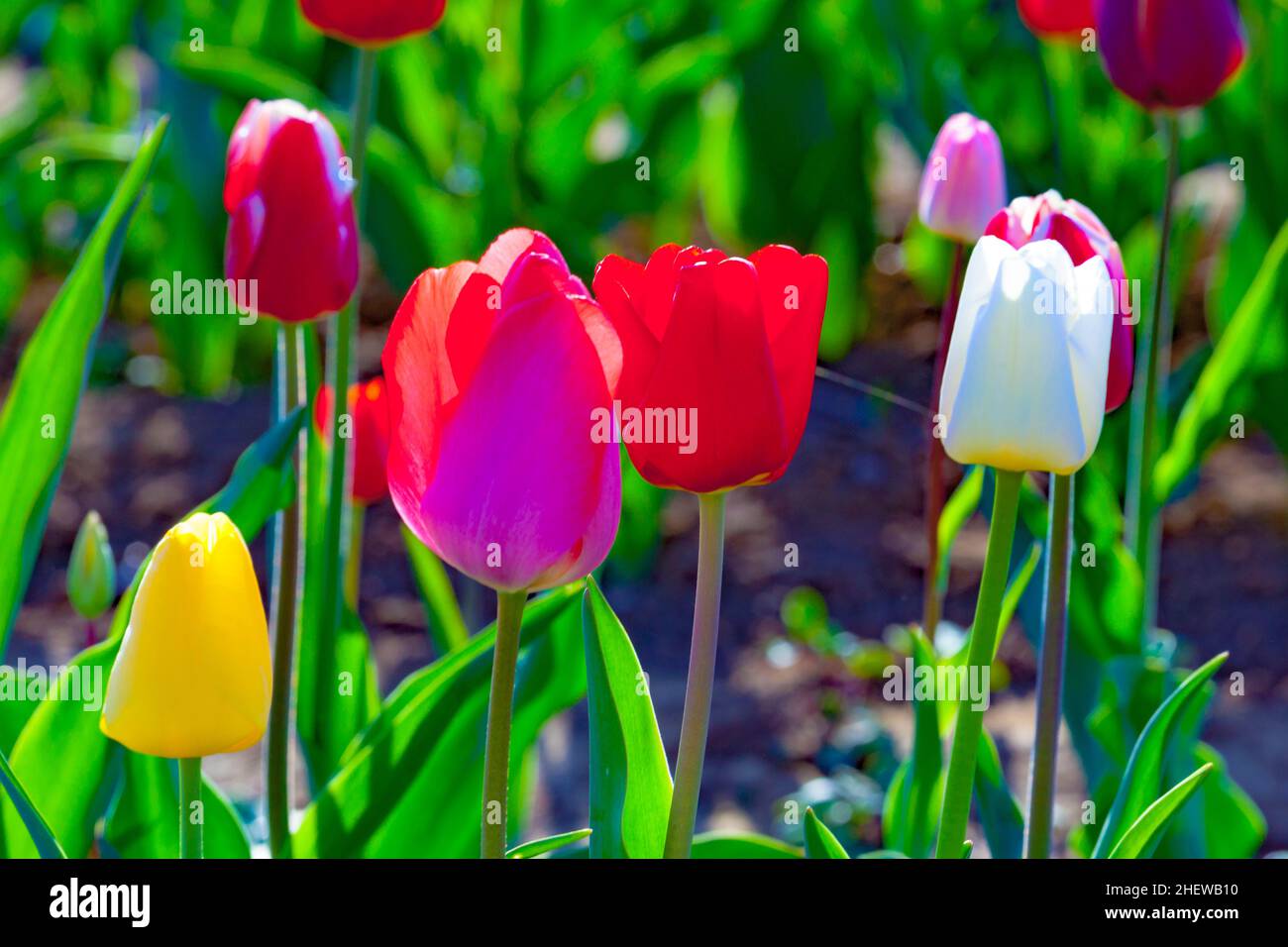 Spring field with blooming colorful tulips Stock Photo - Alamy