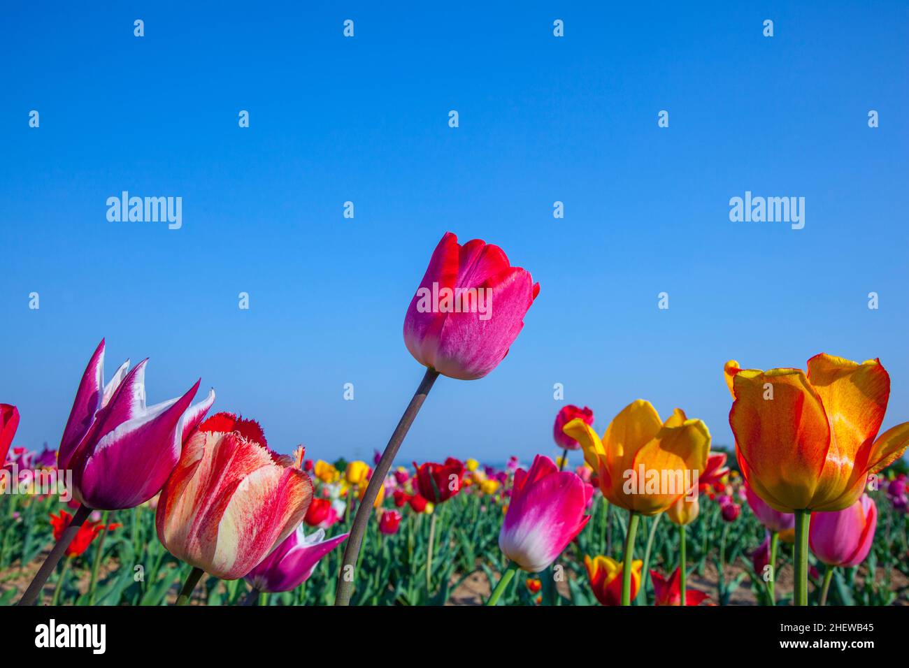 Spring field with blooming colorful tulips Stock Photo - Alamy