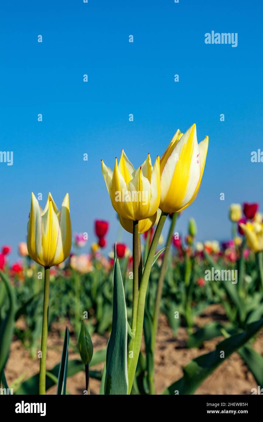 Spring field with blooming colorful tulips Stock Photo - Alamy