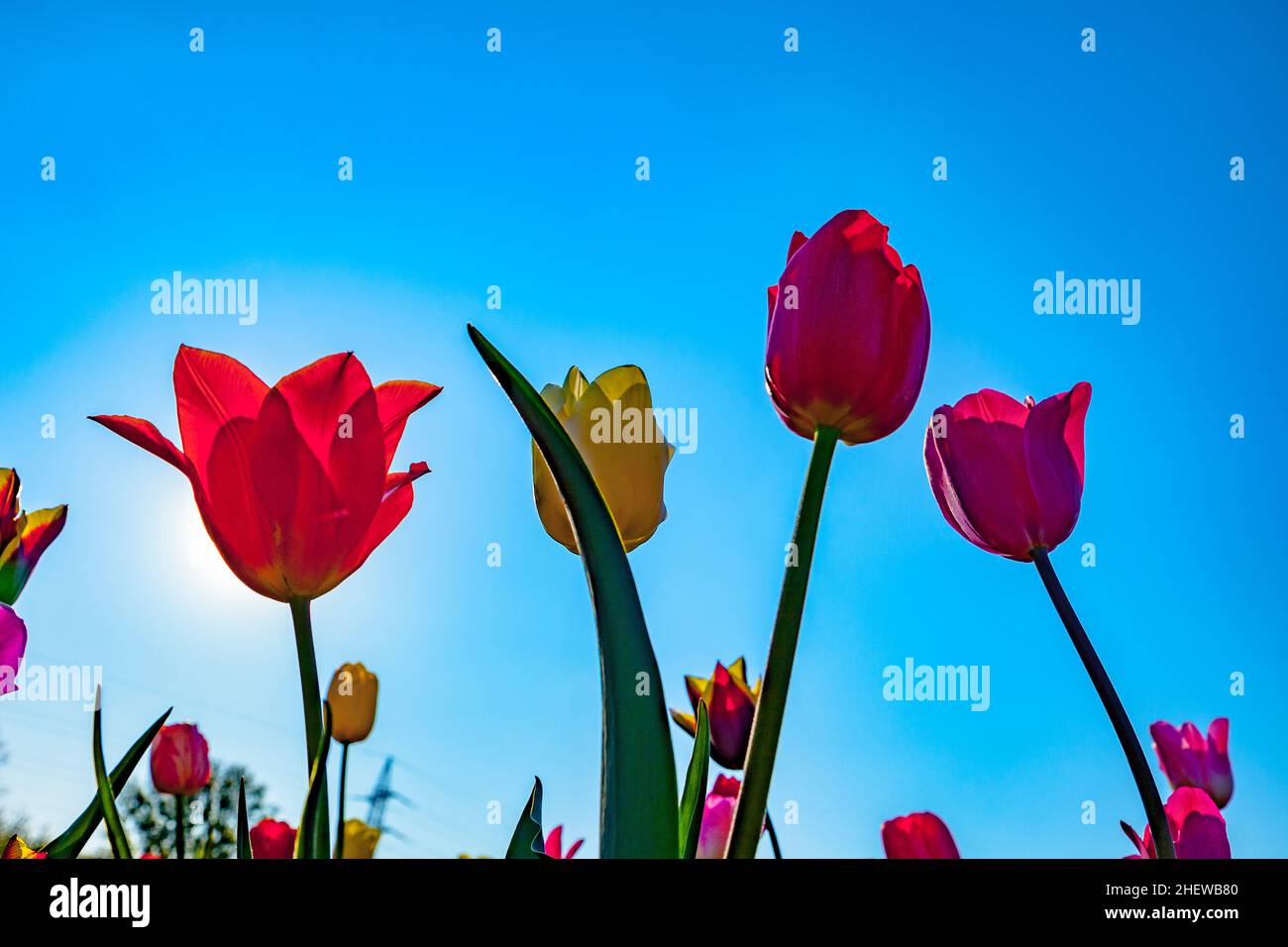 Spring field with blooming colorful tulips Stock Photo - Alamy
