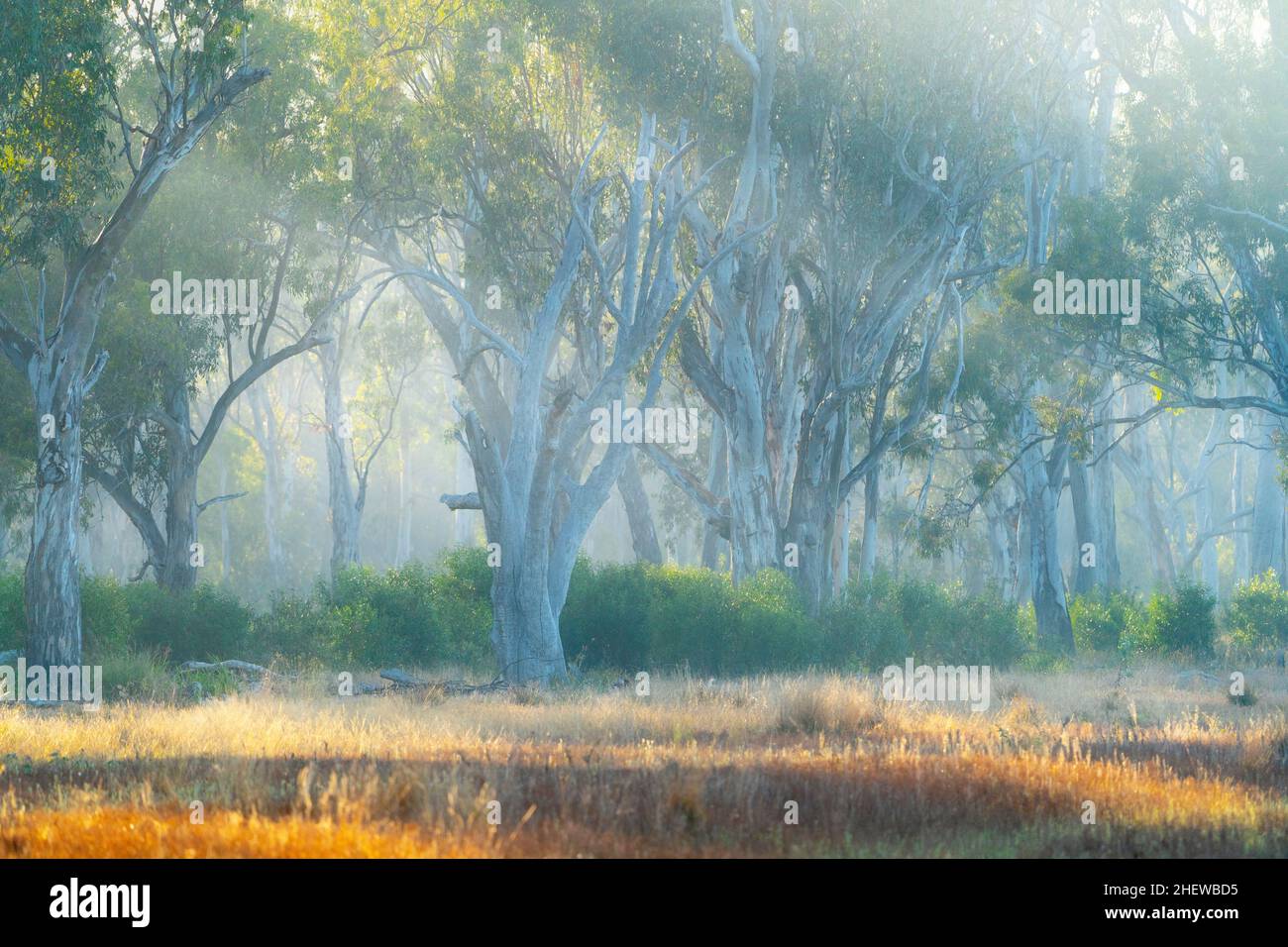 Shafts of light in trees hi-res stock photography and images - Alamy