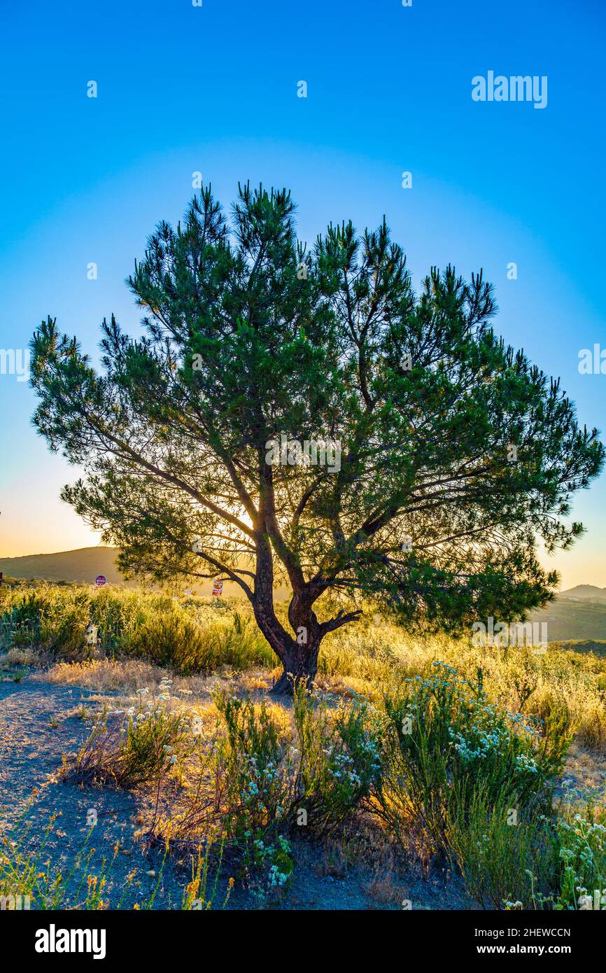 lonely tree in spectacular sunset Stock Photo