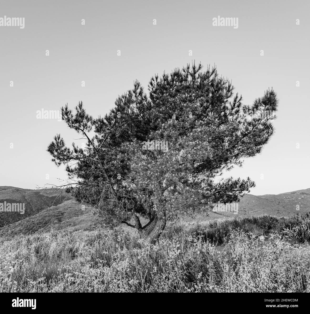 Sunrise oak tree Black and White Stock Photos & Images - Alamy