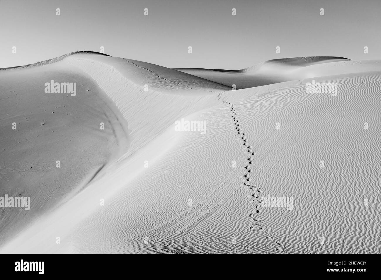 beautiful sand dune in sunrise in the sonoran desert with human footsteps in the sand Stock Photo