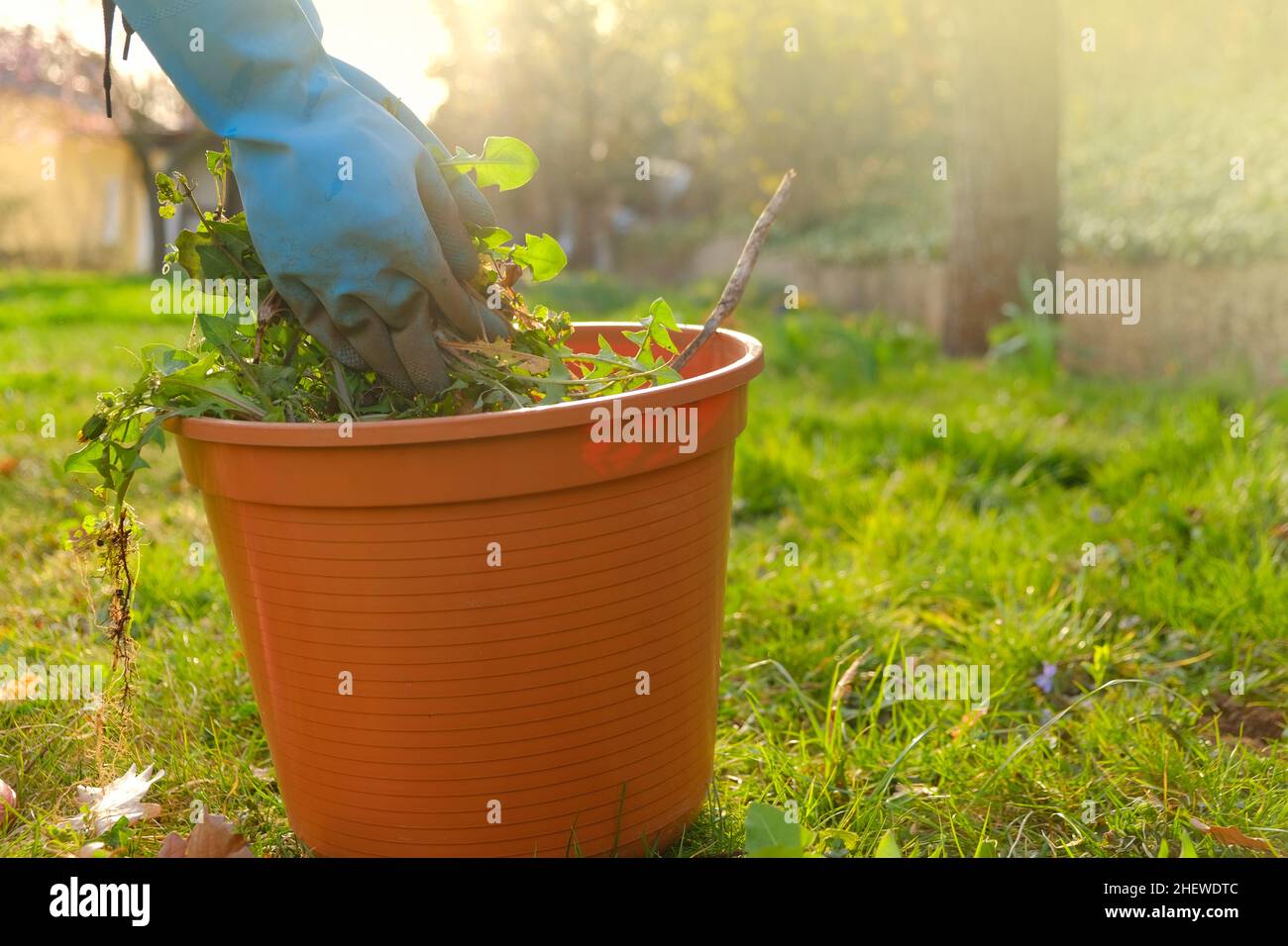 Removing weeds in the garden.Dandelion removal. Cleaning the garden in the spring.Hands in gloves fold last weeds in a bucket on spring garden Stock Photo