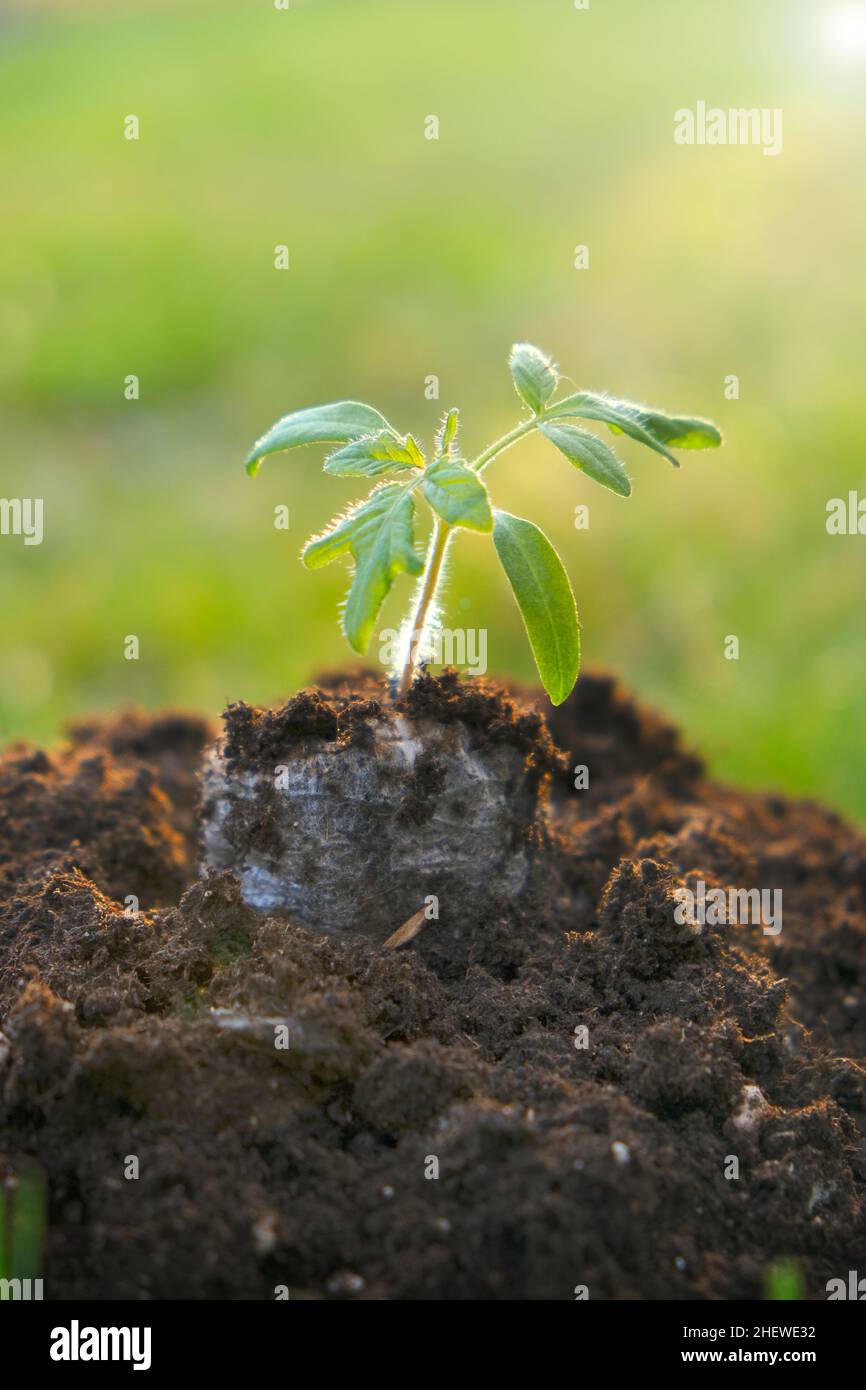 tomato seedling and peat in the ground on blurred field background. seedling cultivation. Farming and growing  Stock Photo