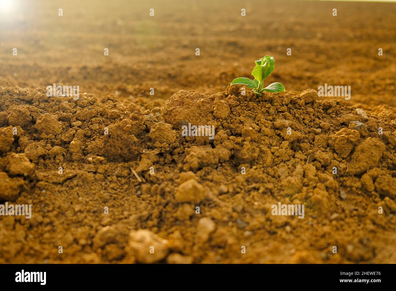 Green sprout in dry cracked soil.Green seedling in the ground in field.New life. Agriculture and farming. seedling cultivation.  Stock Photo