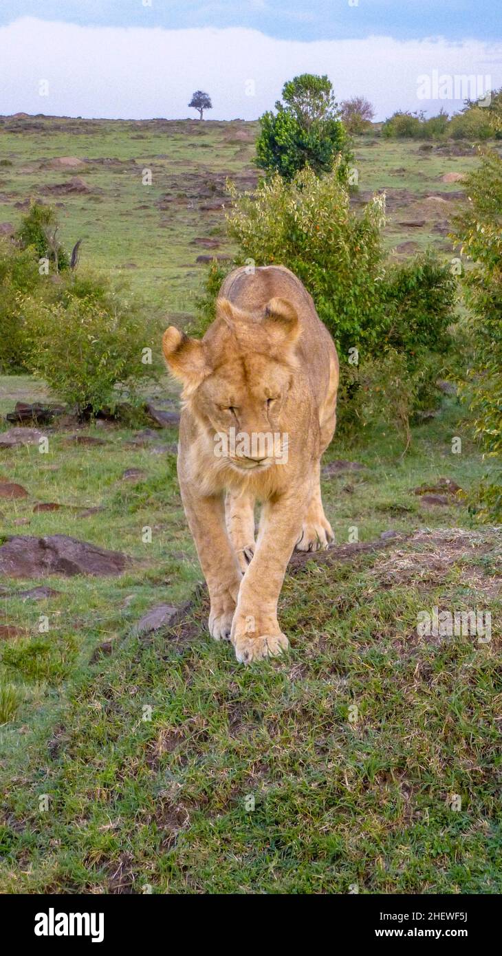 lion rests in the masai mara national park in Kenia Stock Photo - Alamy