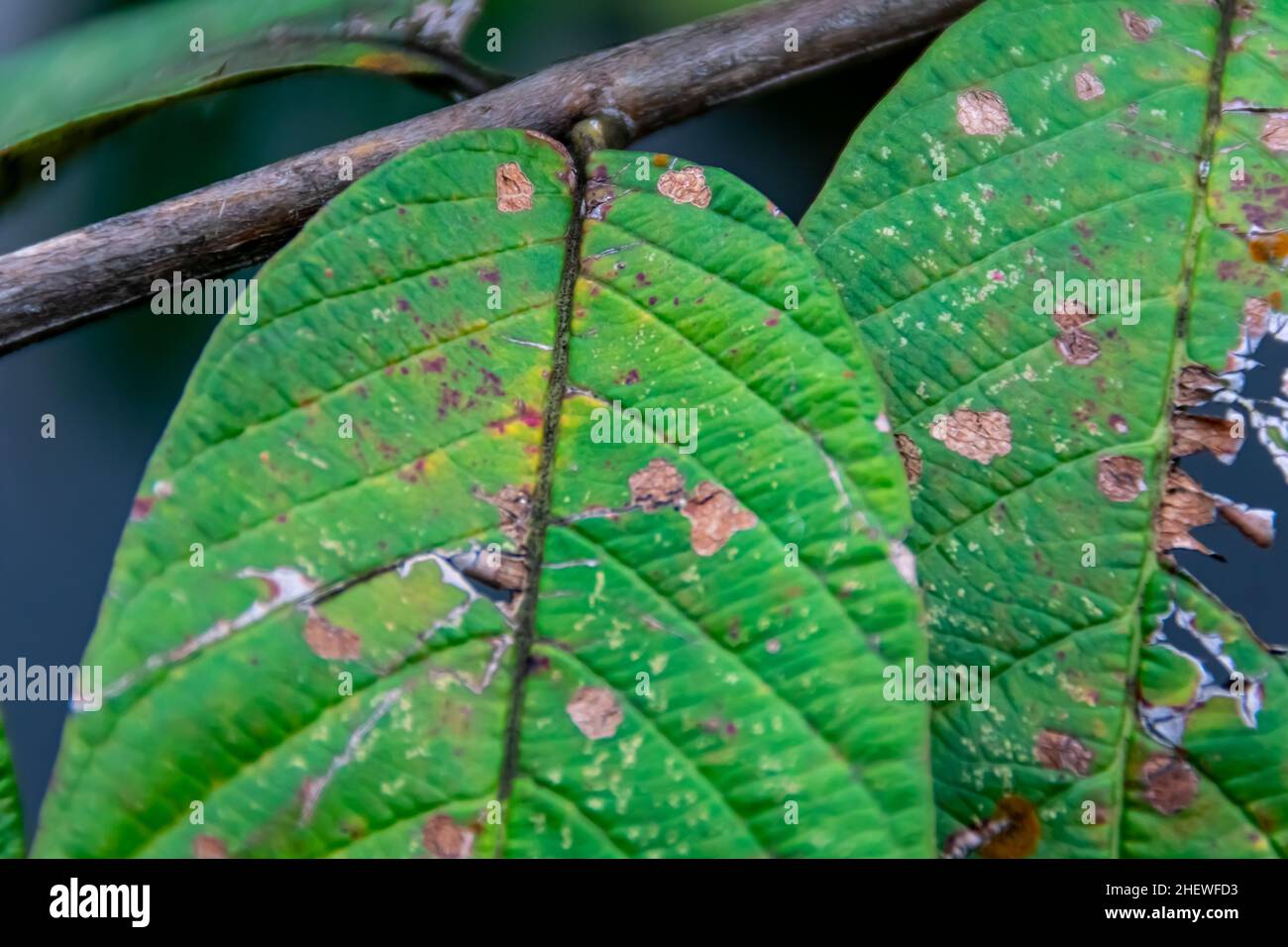 Close-up and macro photo of green guava leaves still hanging tree stem or twig with the detail rough texture at the nature farm Stock Photo