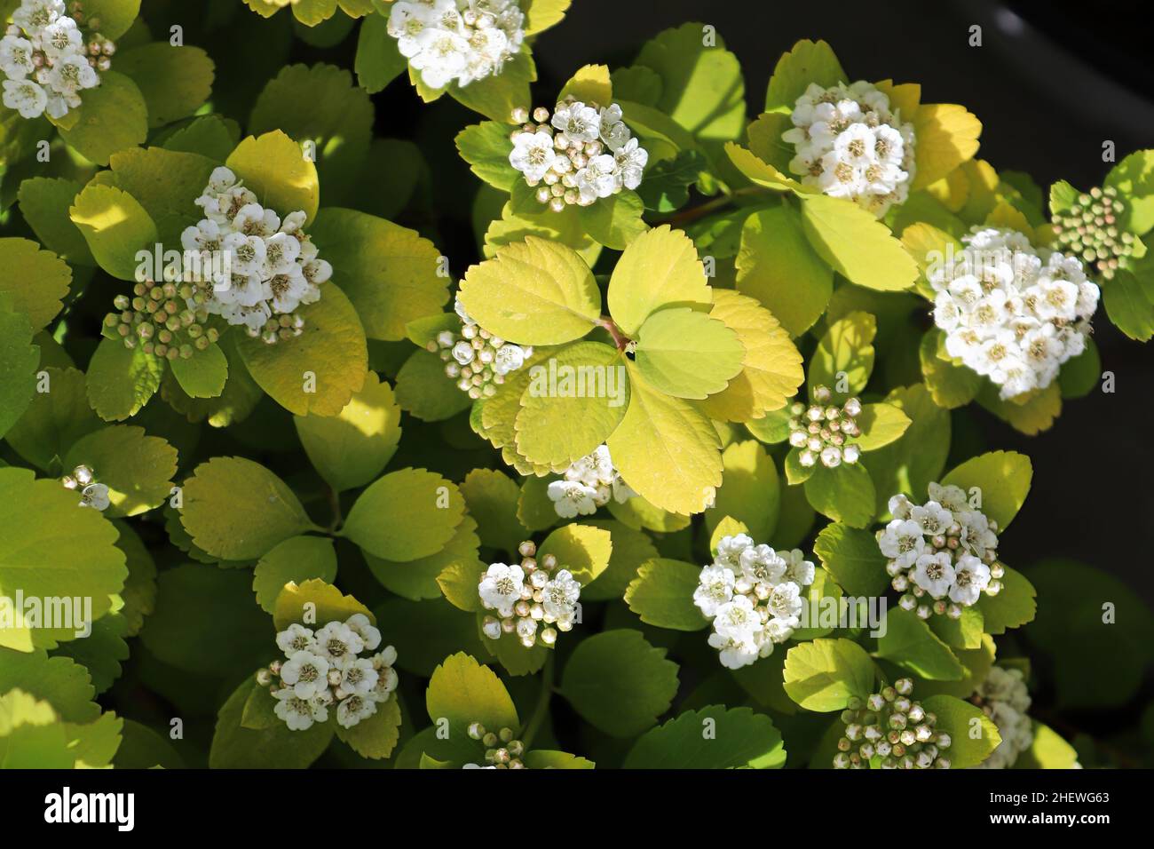 White clusters of flowers on a Birch Leaf Spirea Stock Photo Alamy