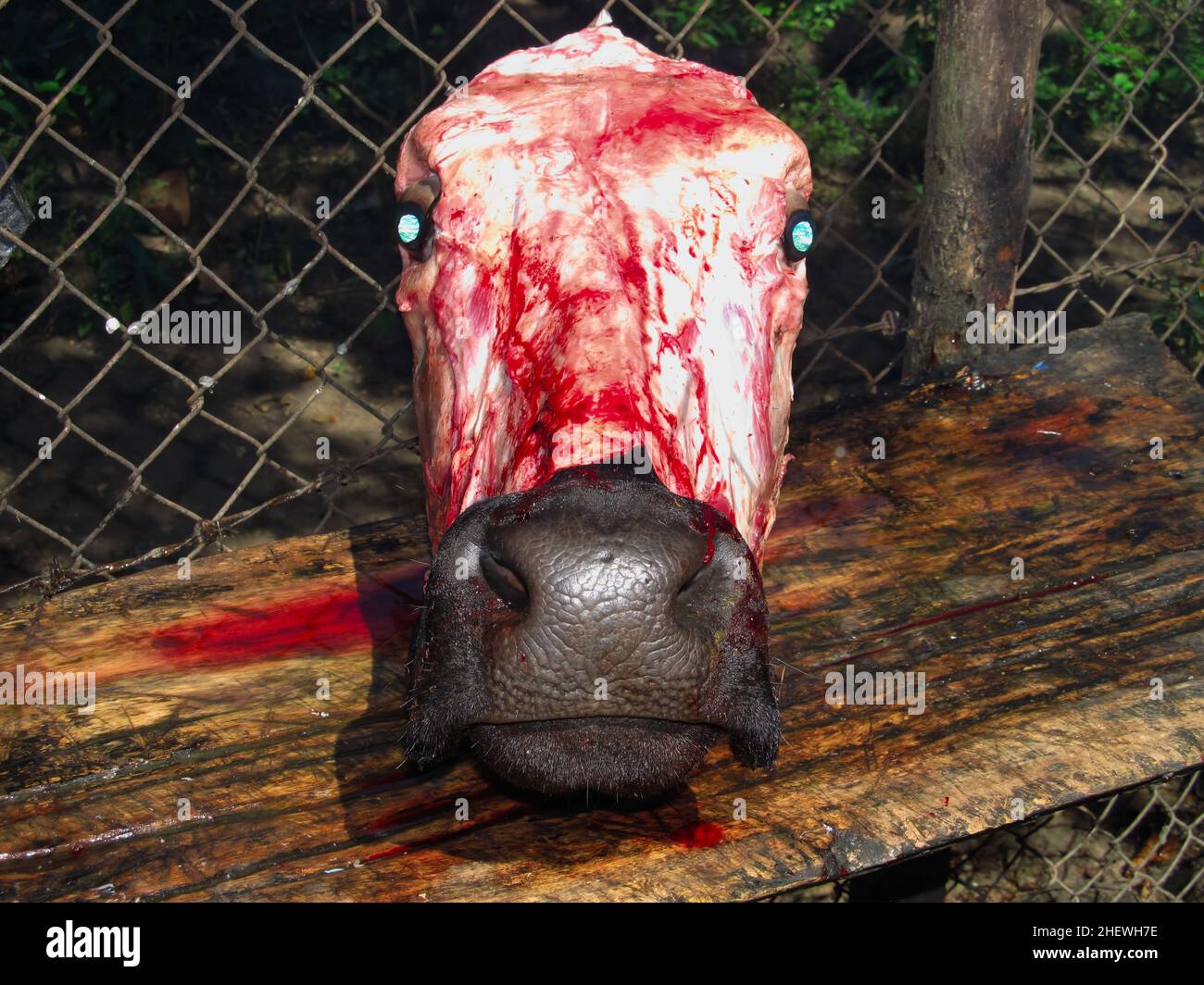 Butchered cow head (vaca muerta) from front view Stock Photo