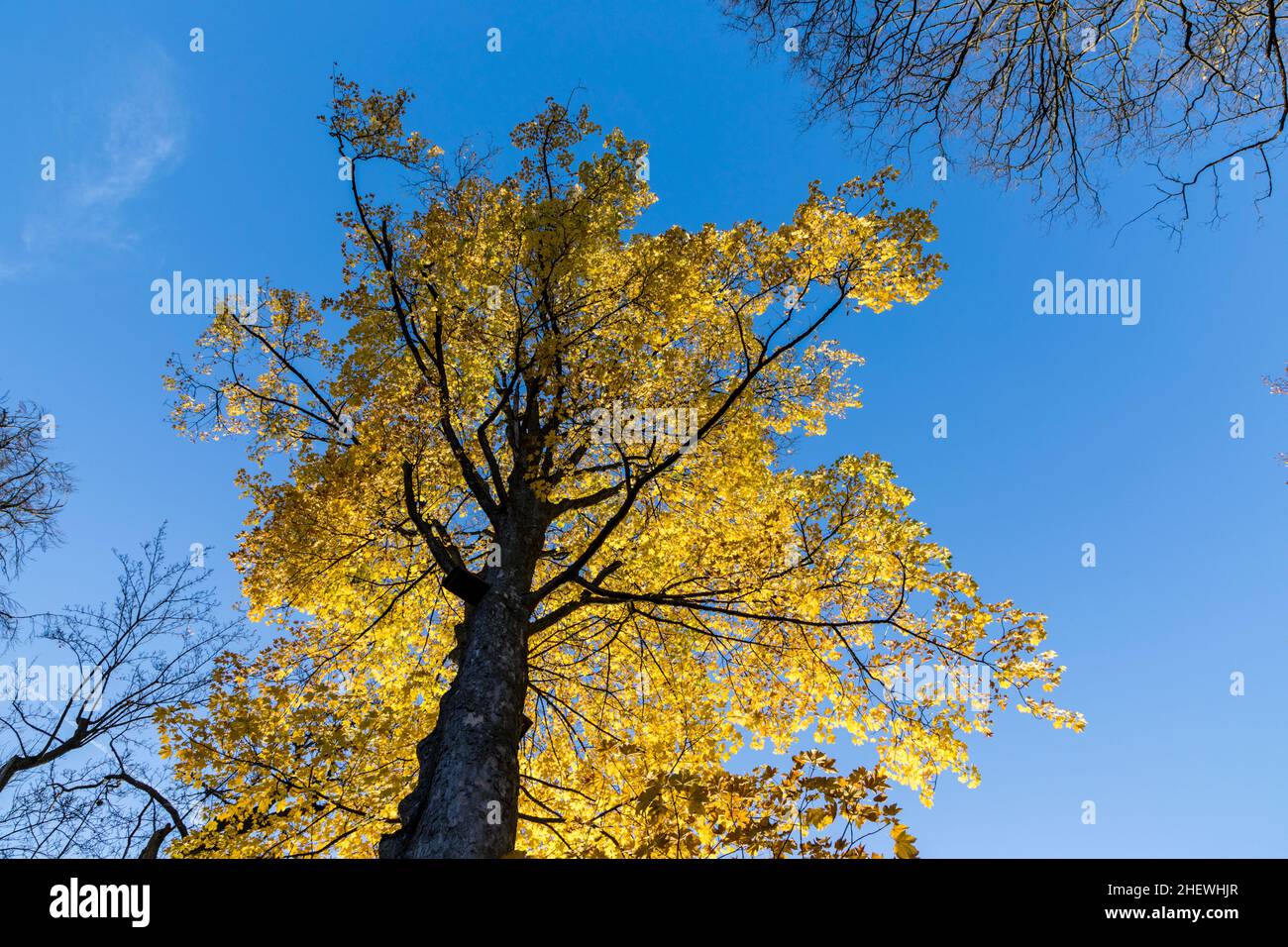 yellow leaves of tree in autumn under blue sky as symbol of nature ...