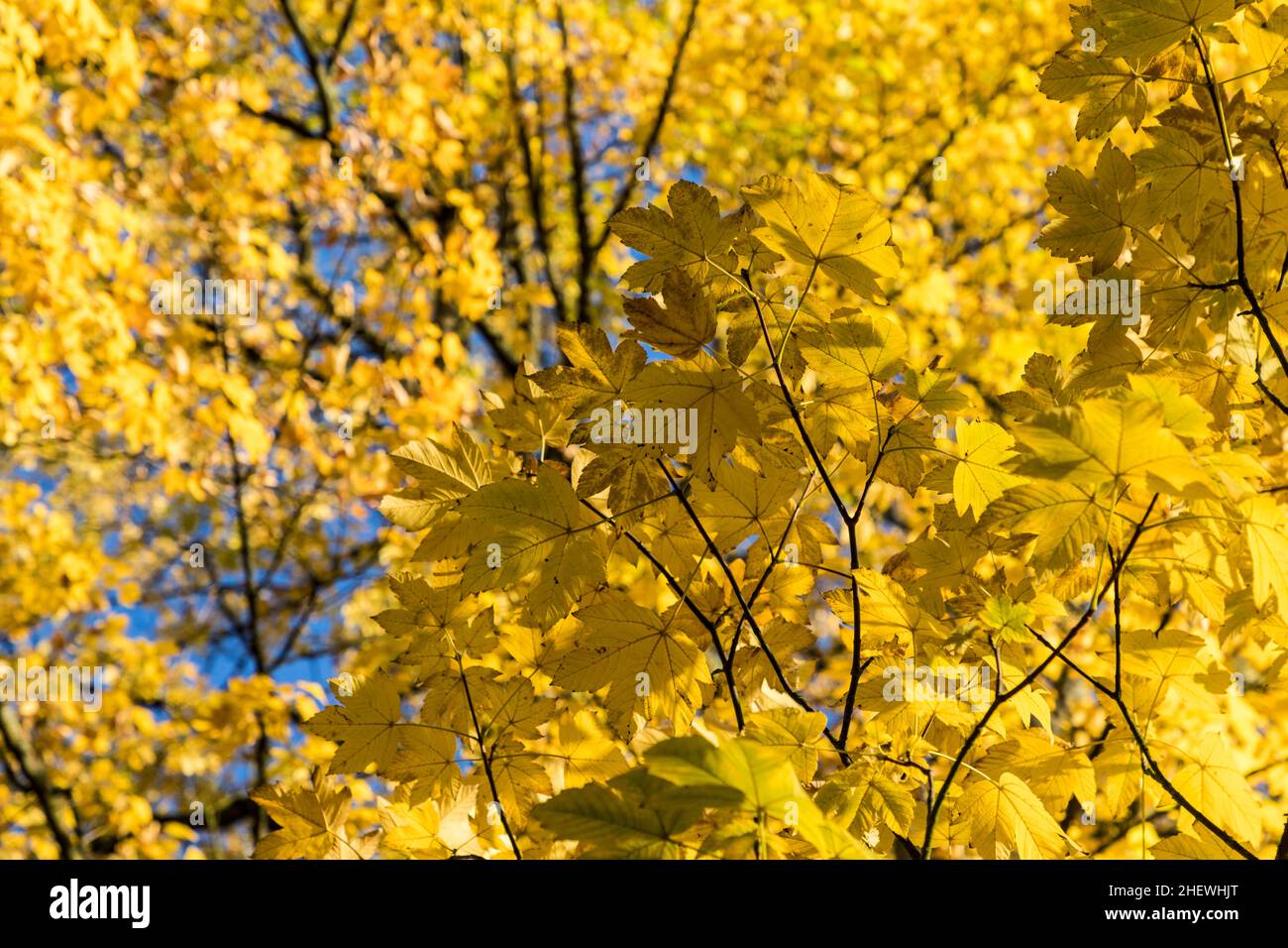 yellow leaves of tree in autumn under blue sky as symbol of nature ...