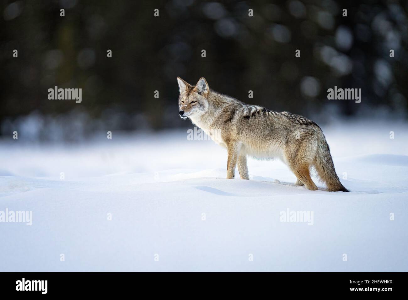 Coyote in snow Stock Photo