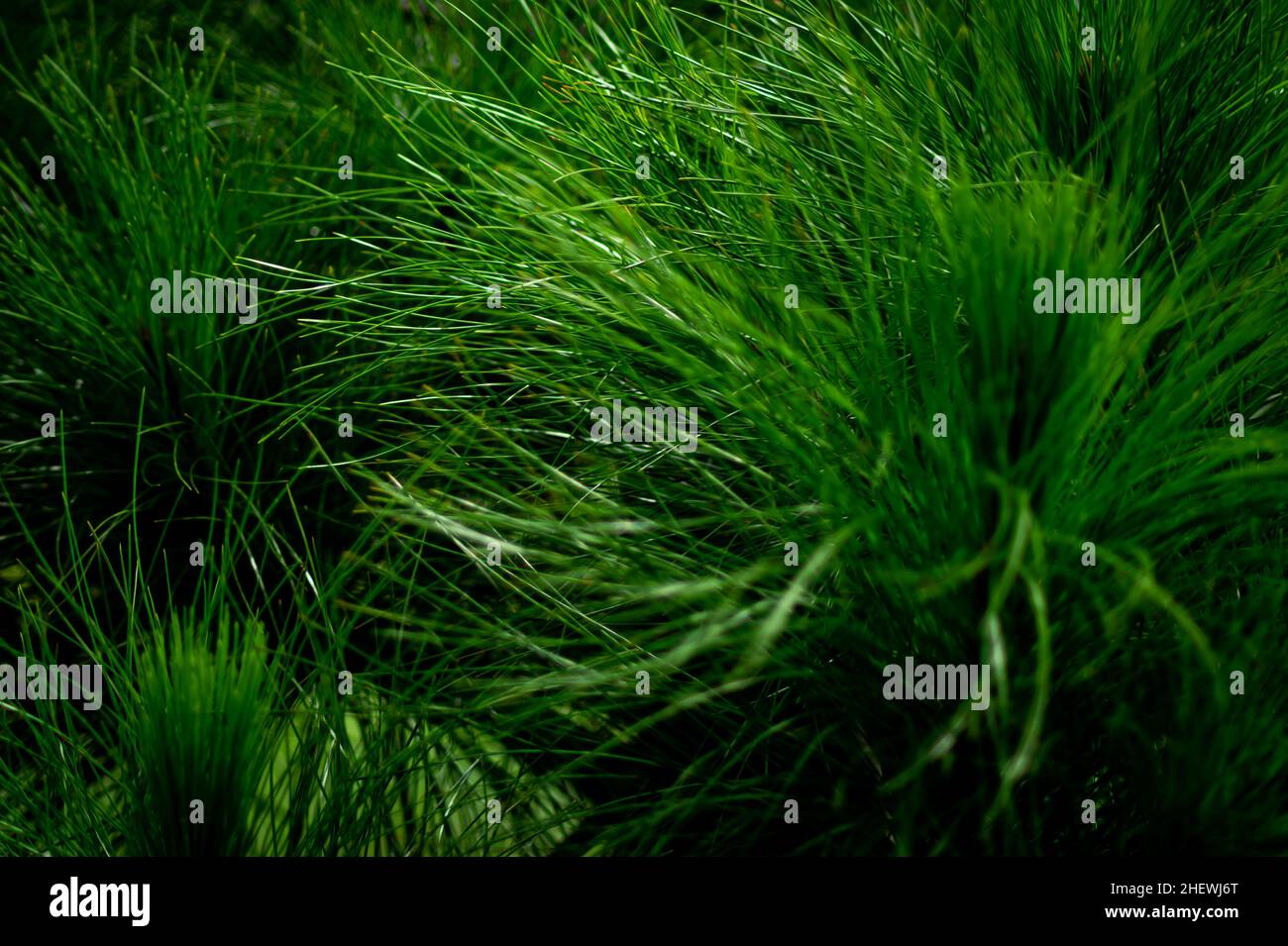 Beautiful pine leaves plant with dark background suitable for nature and landscape wallpaper Stock Photo