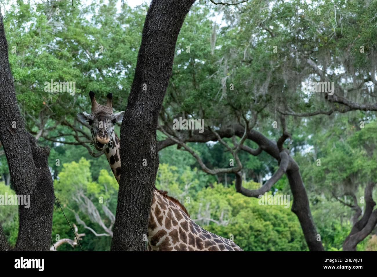 Female giraffe with a baby hi-res stock photography and images - Alamy