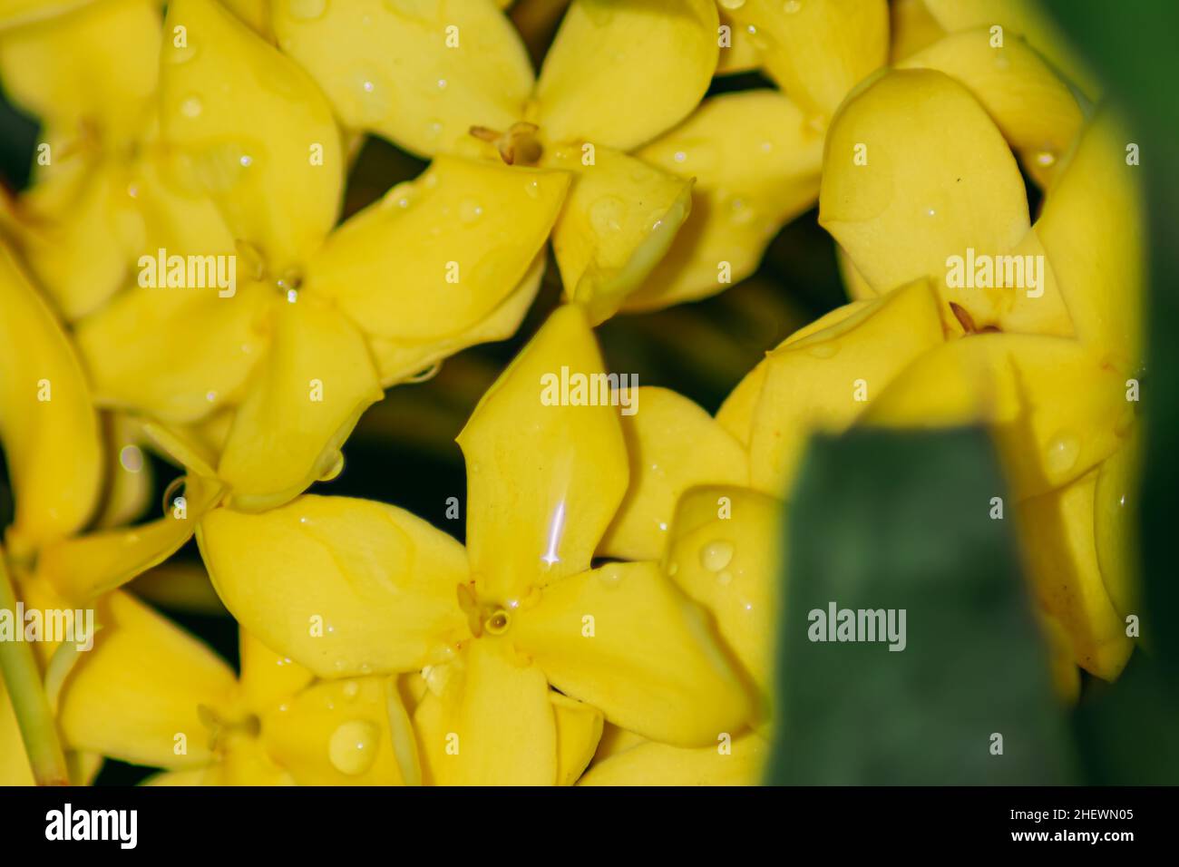 Macro view of a bunch beautiful yellow ixora flowers for nature background and wallpaper Stock Photo