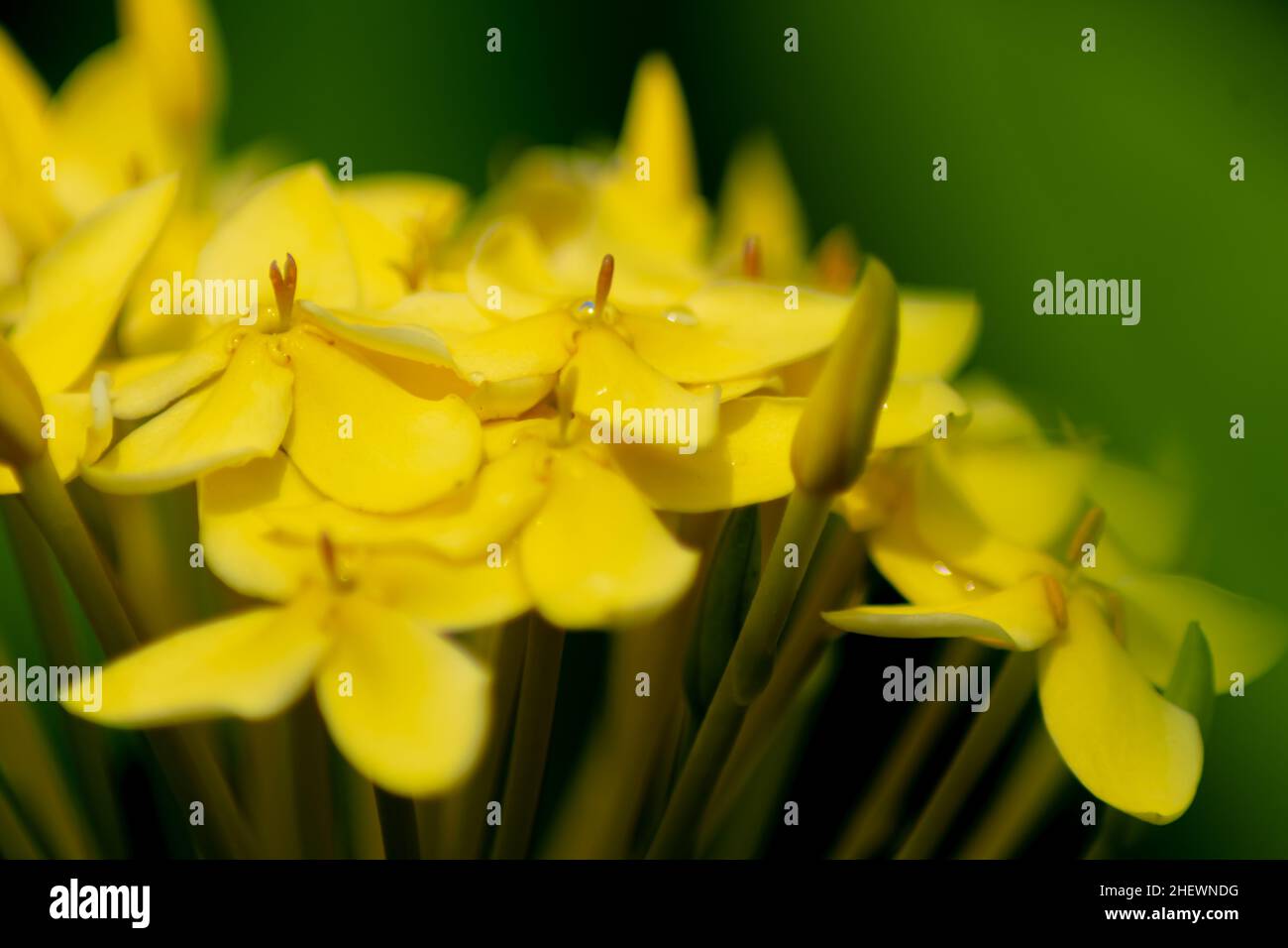 a bunch of close-up beautiful yellow ixora flowers with blurry and soft focused nature background Stock Photo