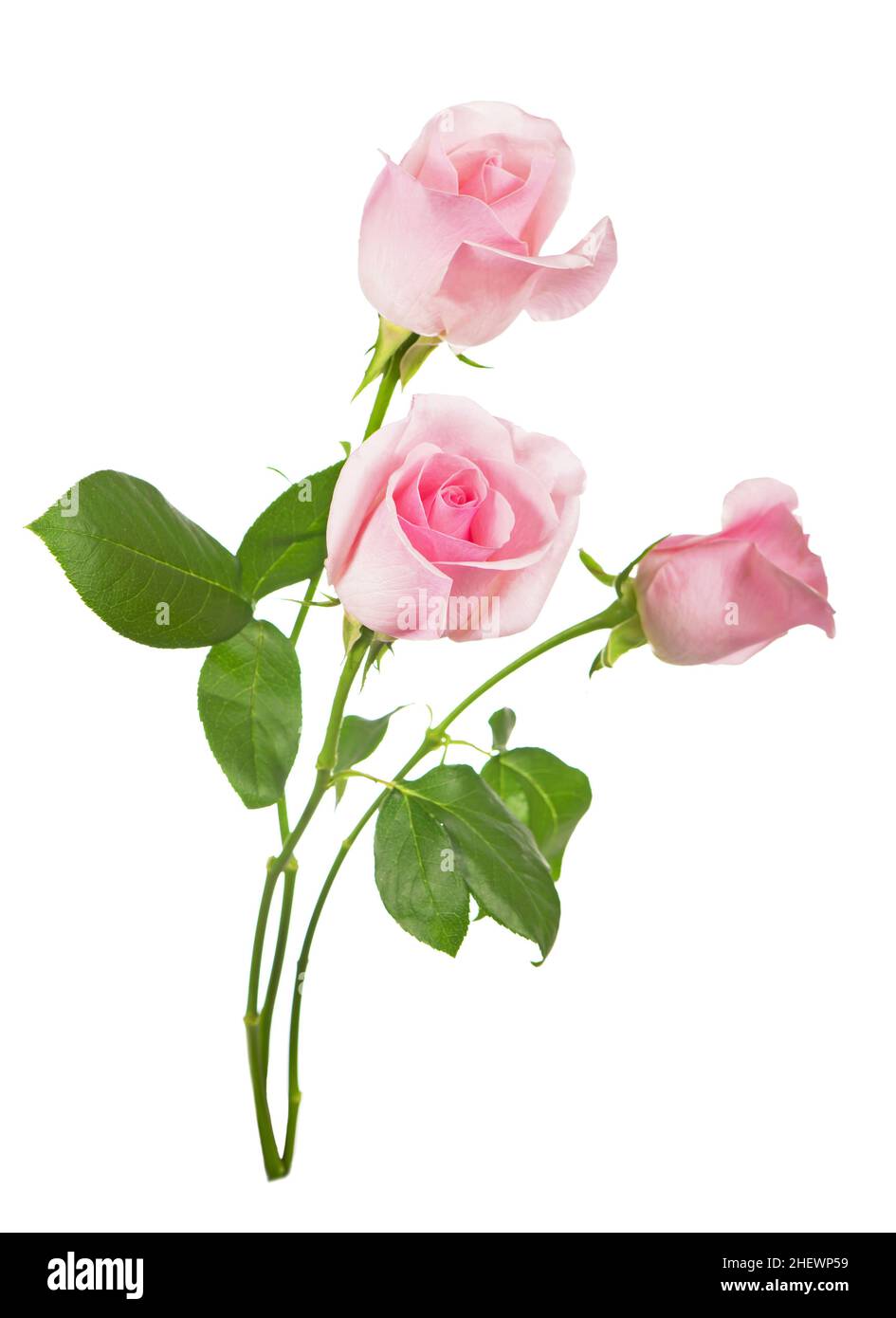 bouquet of pink roses flowers isolated on white background Stock Photo ...